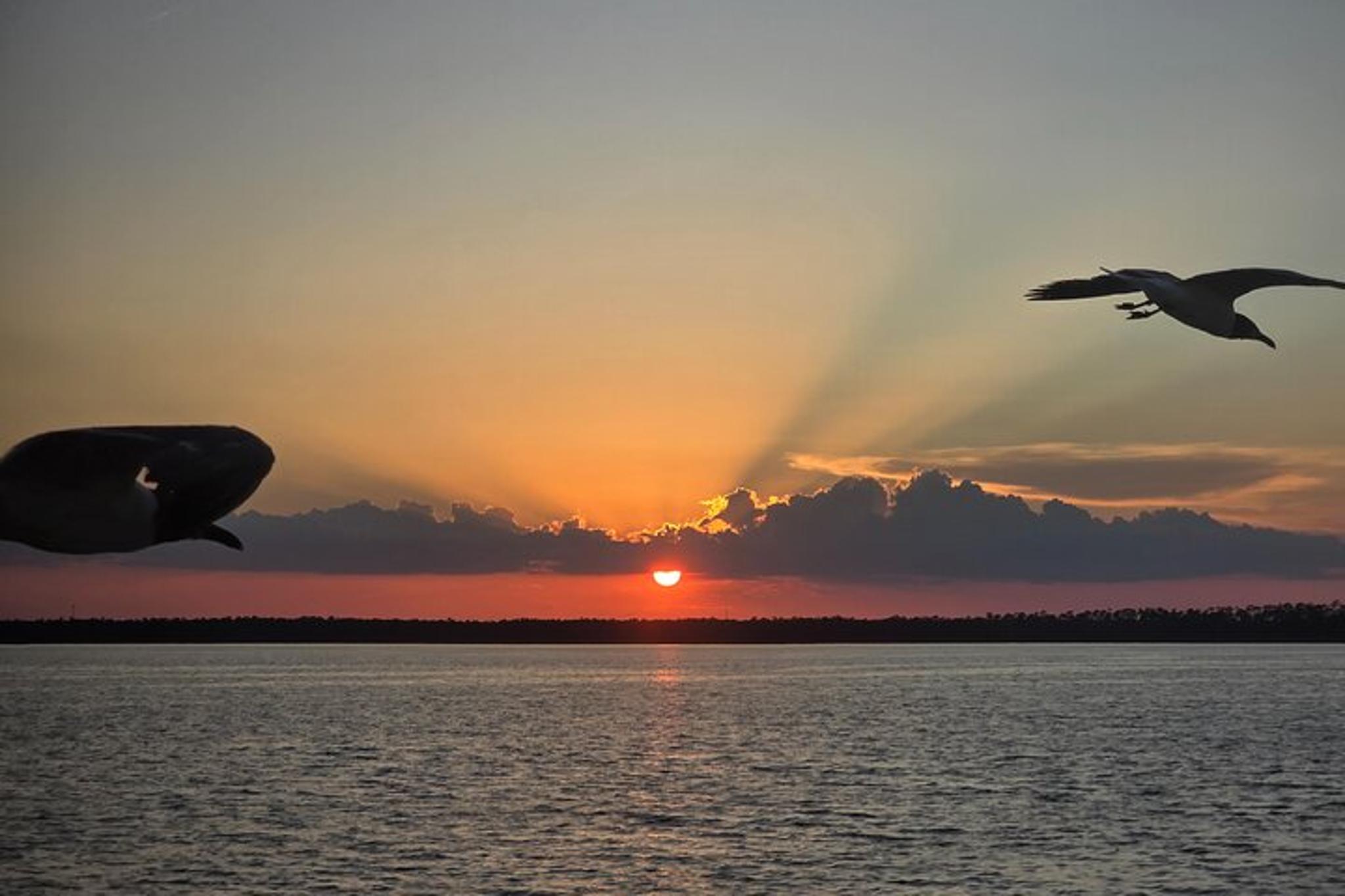 Orange Beach Dolphin and Sunset Cruise - Image 4