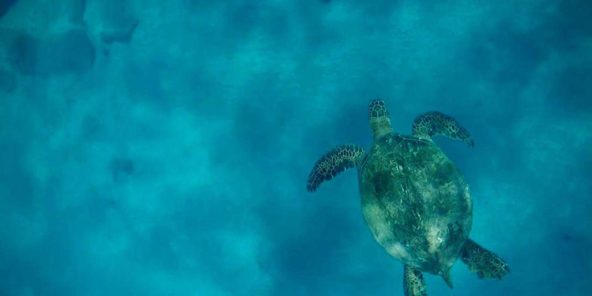 Maui Snorkel and Dolphin Adventure - Image 3