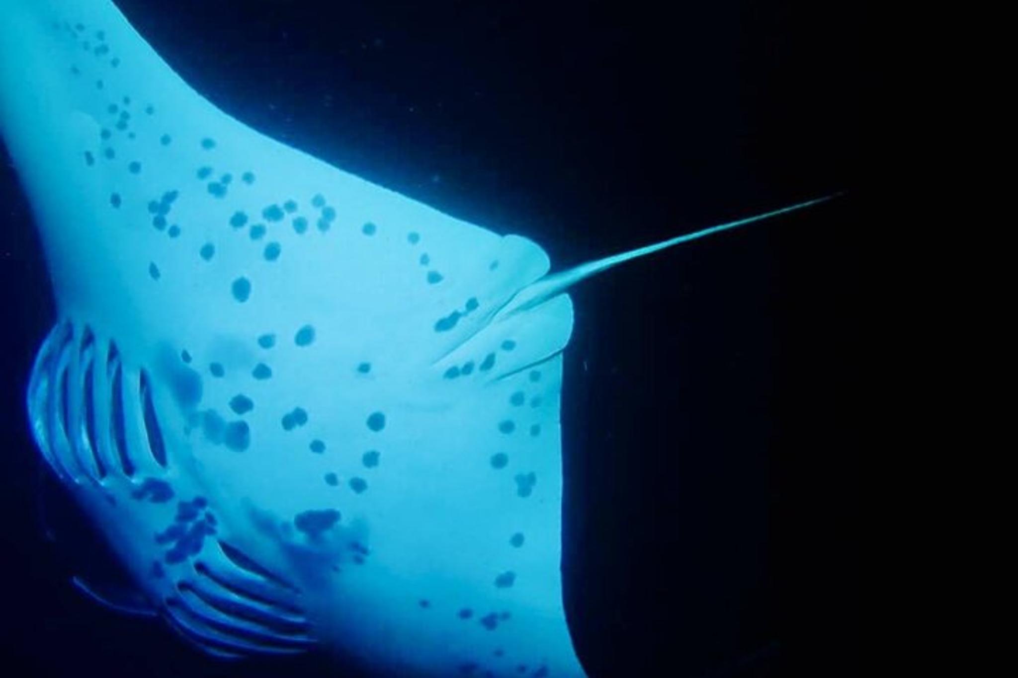 Kona Night Snorkeling with Manta Rays - Image 6