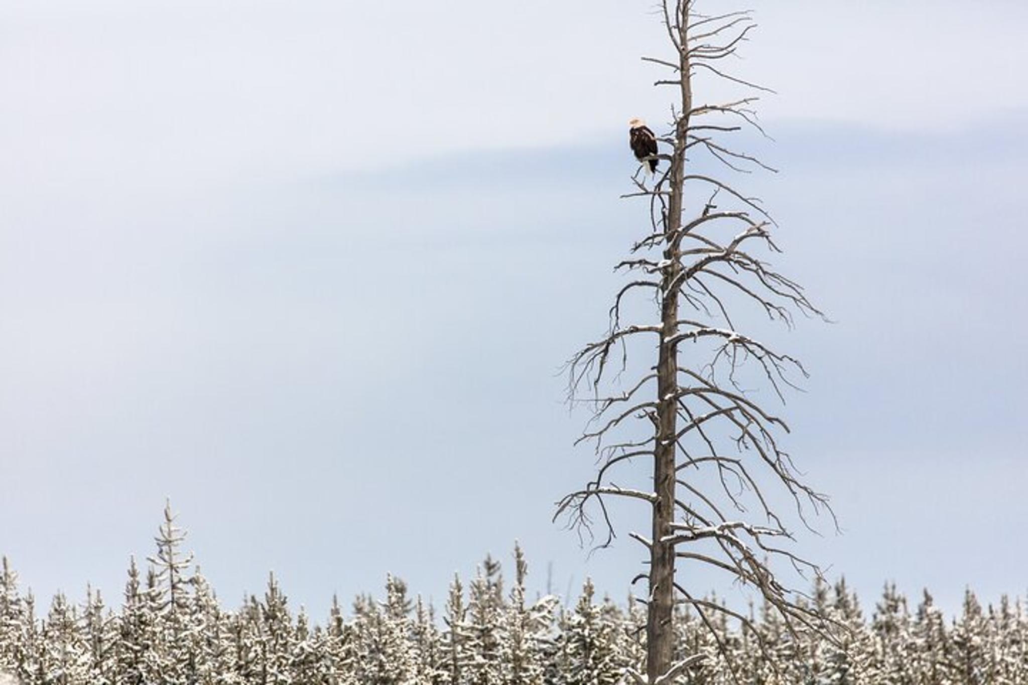 Yellowstone Winter Wildlife Watching Tour - Image 5