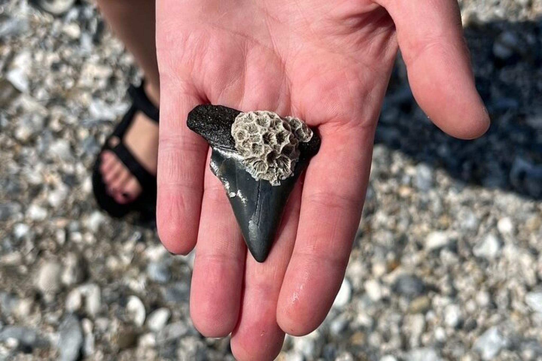 Charleston Dolphin Cruise and Shelling Trip - Image 4