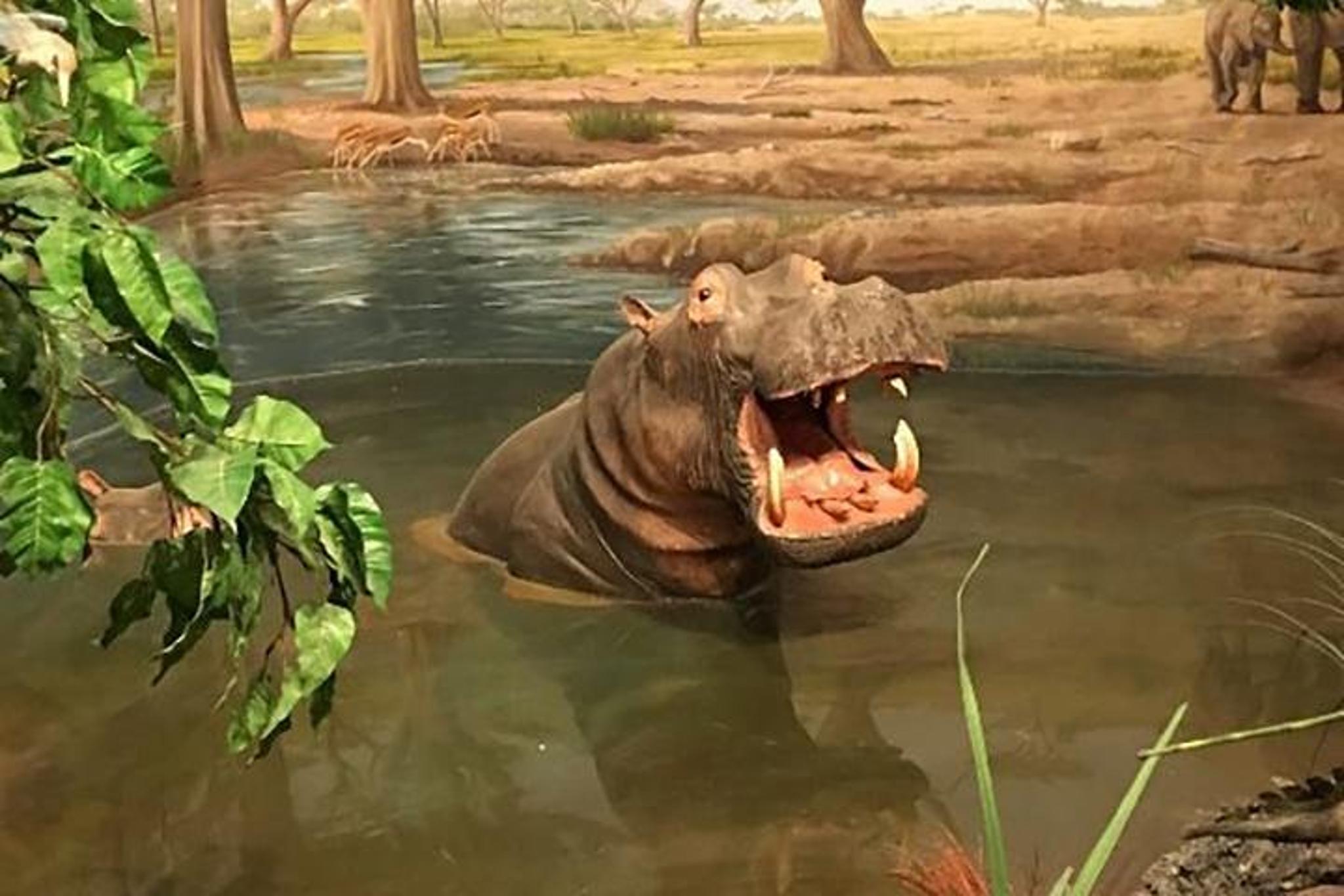 Las Vegas Natural History Museum Admission - Image 4