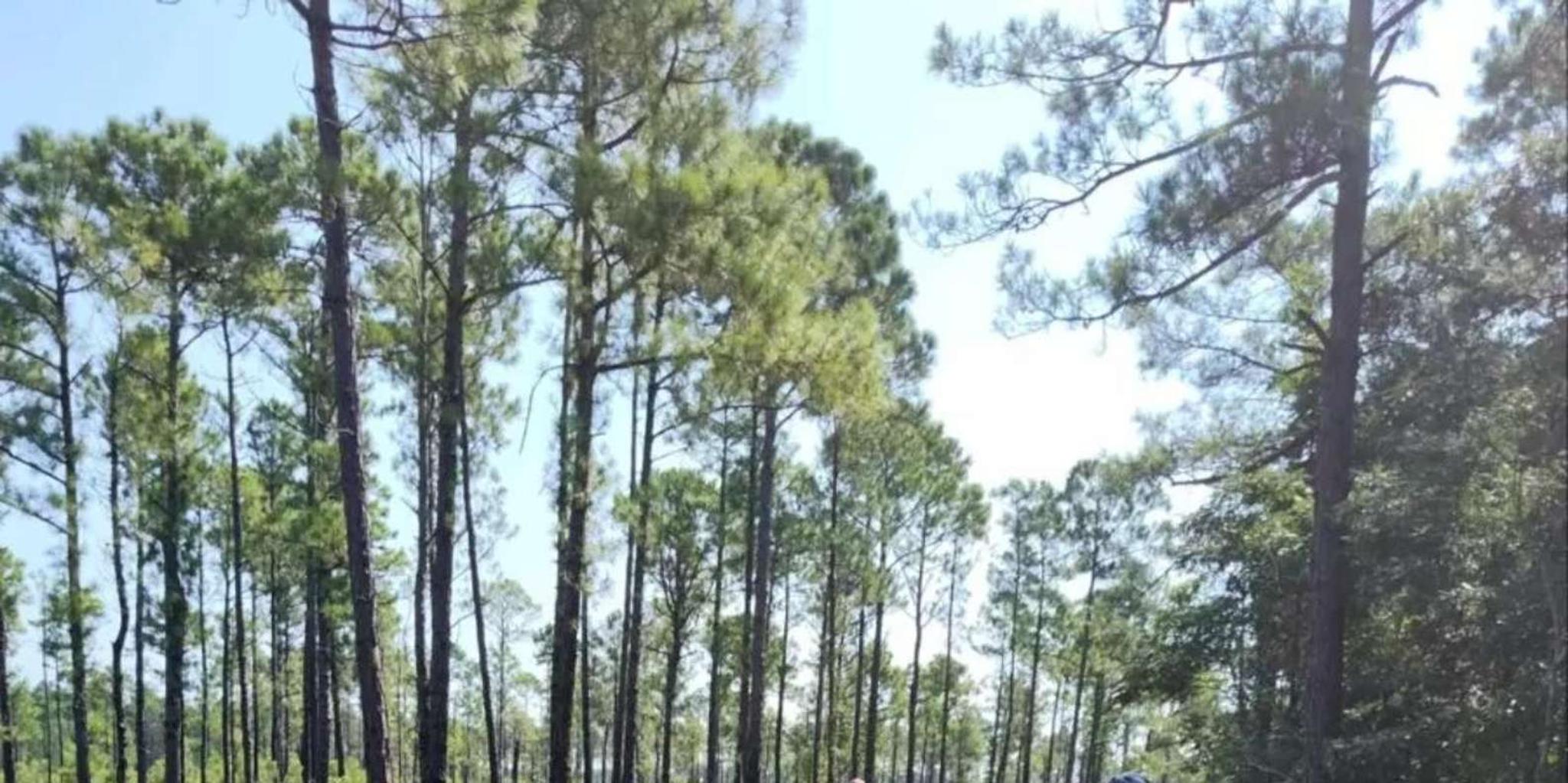 Amelia Island Horseback Ride at Pumpkin Hill 2 hr