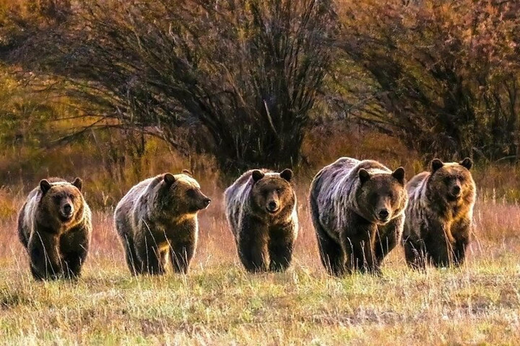 Grand Teton National Park Sunset Tour