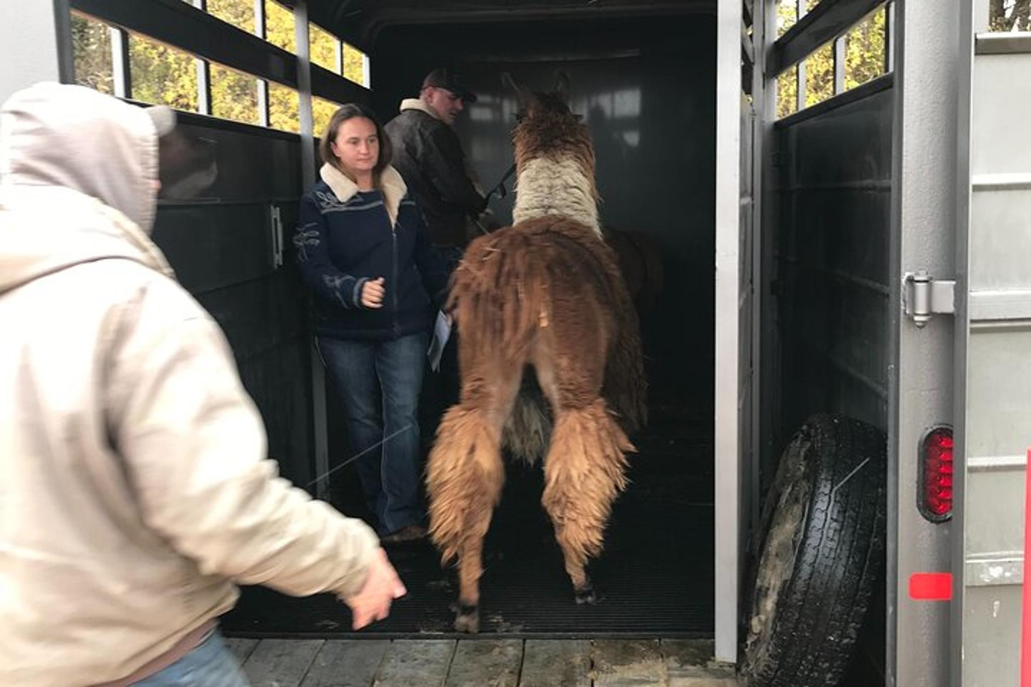 Montana Llama Encounter 60 min - Image 3