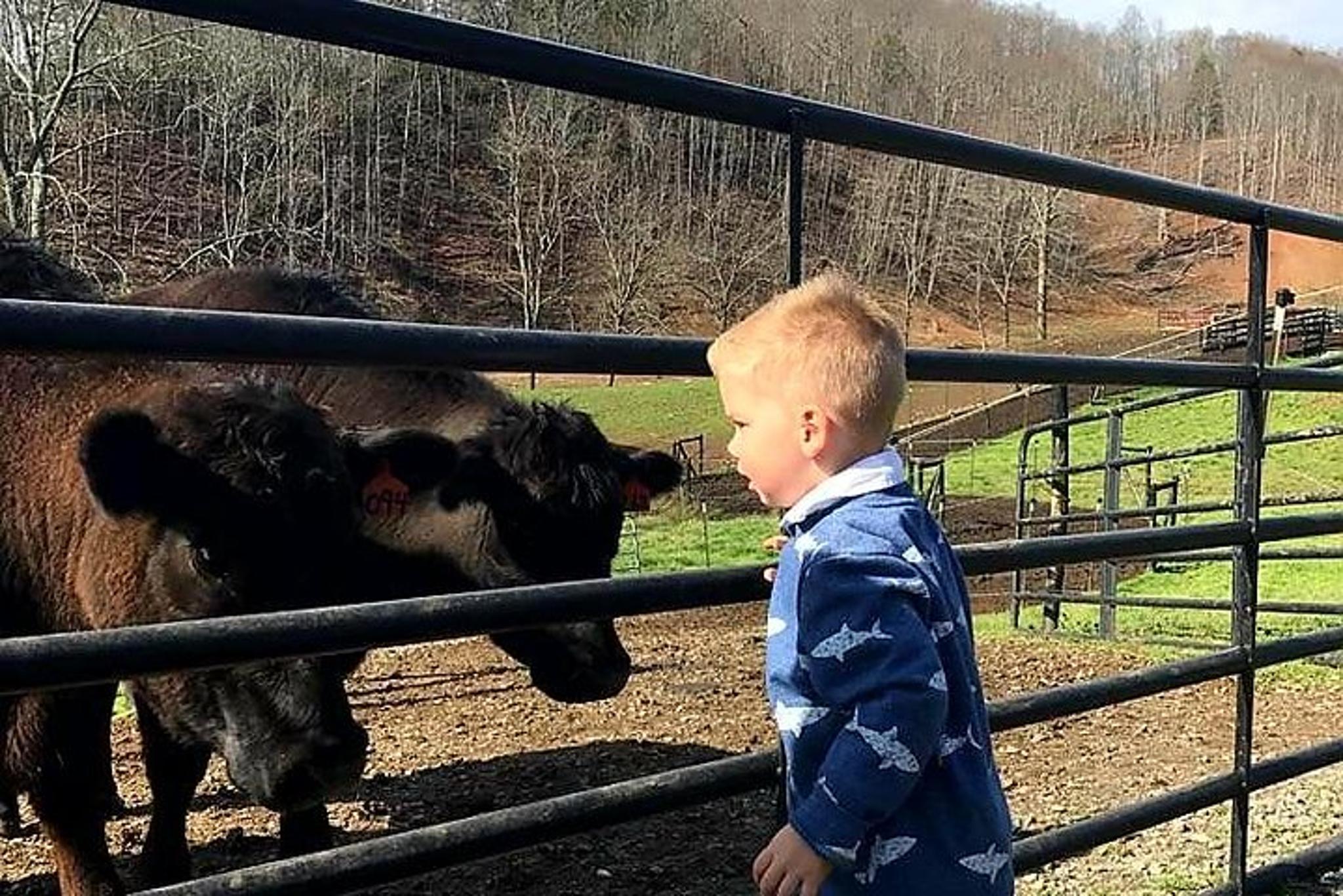 Cattle Ranch Walking Tour in Hayesville - Image 4