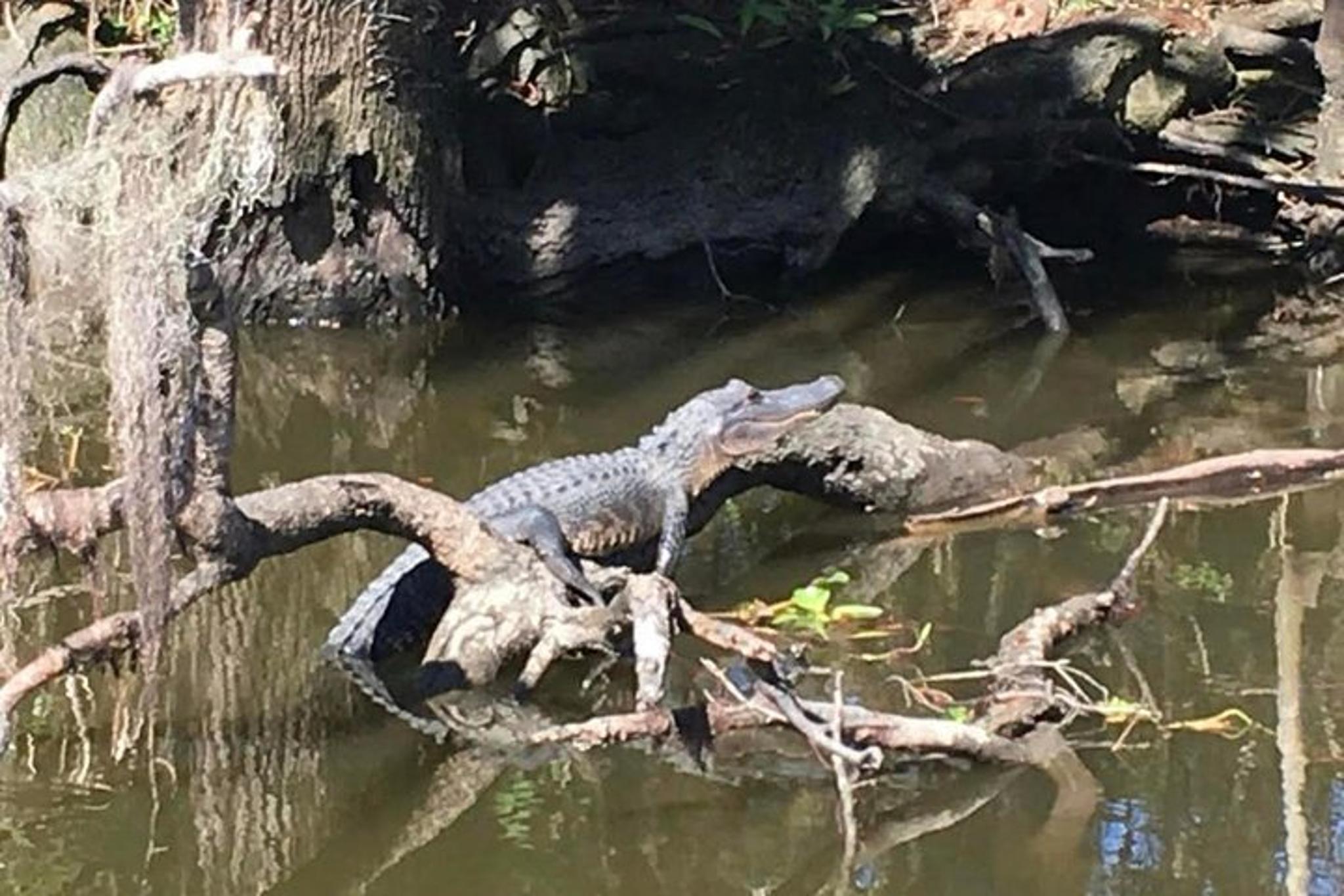 New Orleans Airboat Swamp Tour with Transport - Image 4