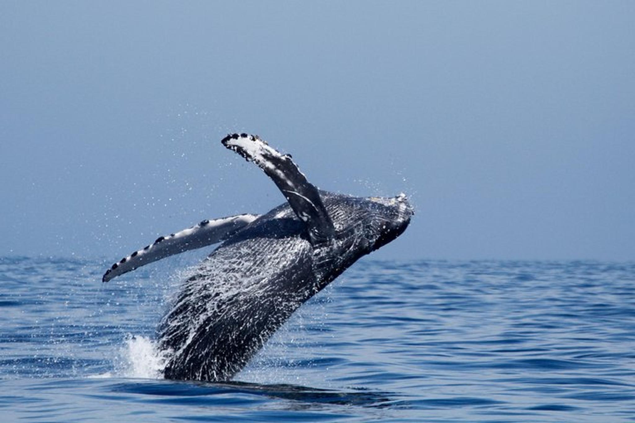 Oceanside Whale Watching Tour 2 hr