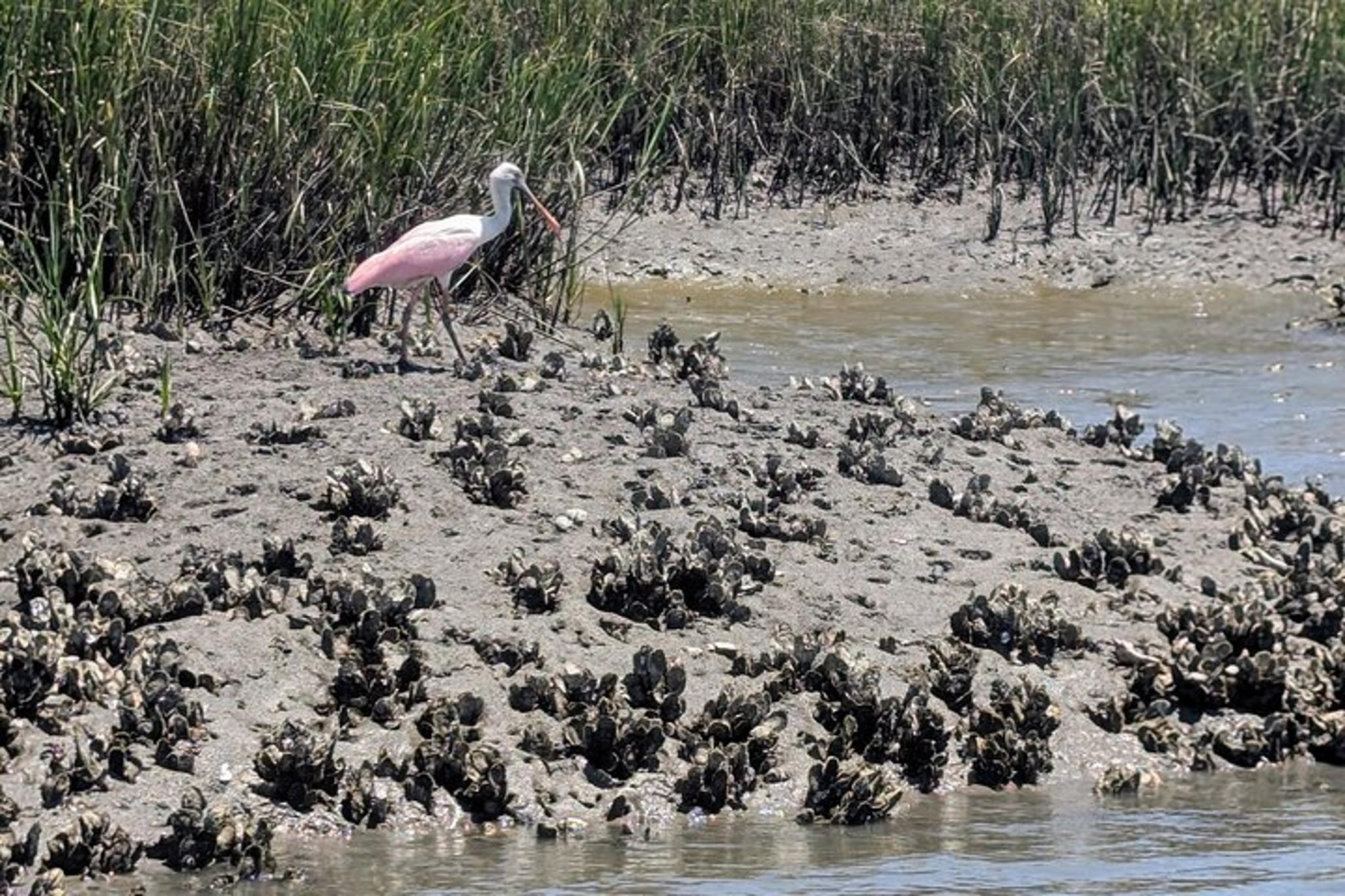 Amelia Island Salt Marsh Paddle - Image 5