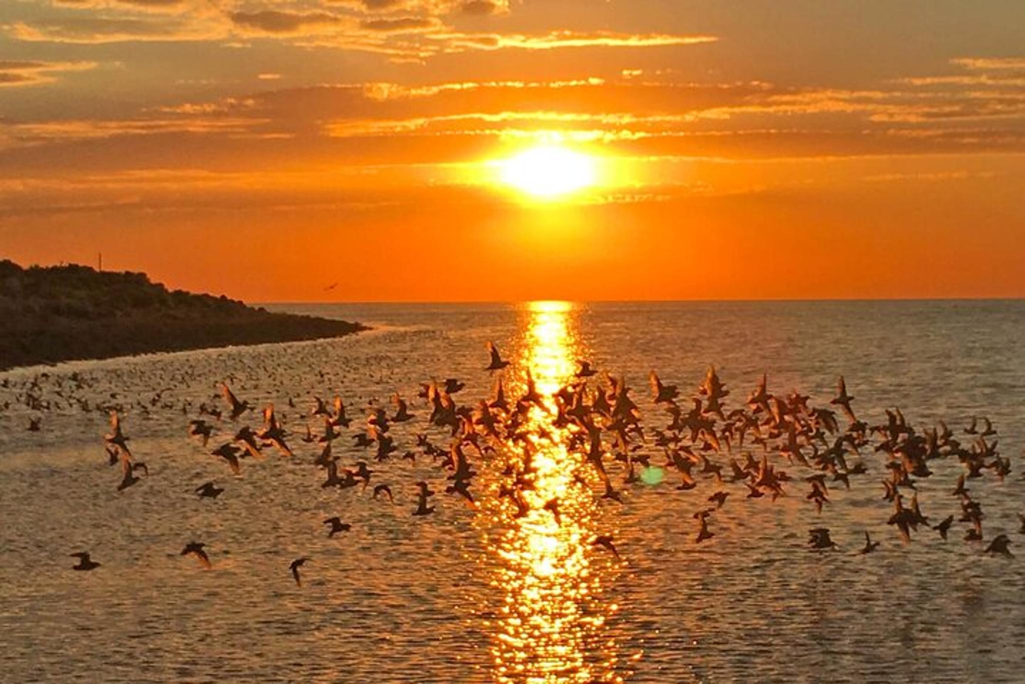 Salt Lake City Birding and Nature Tour - Image 6