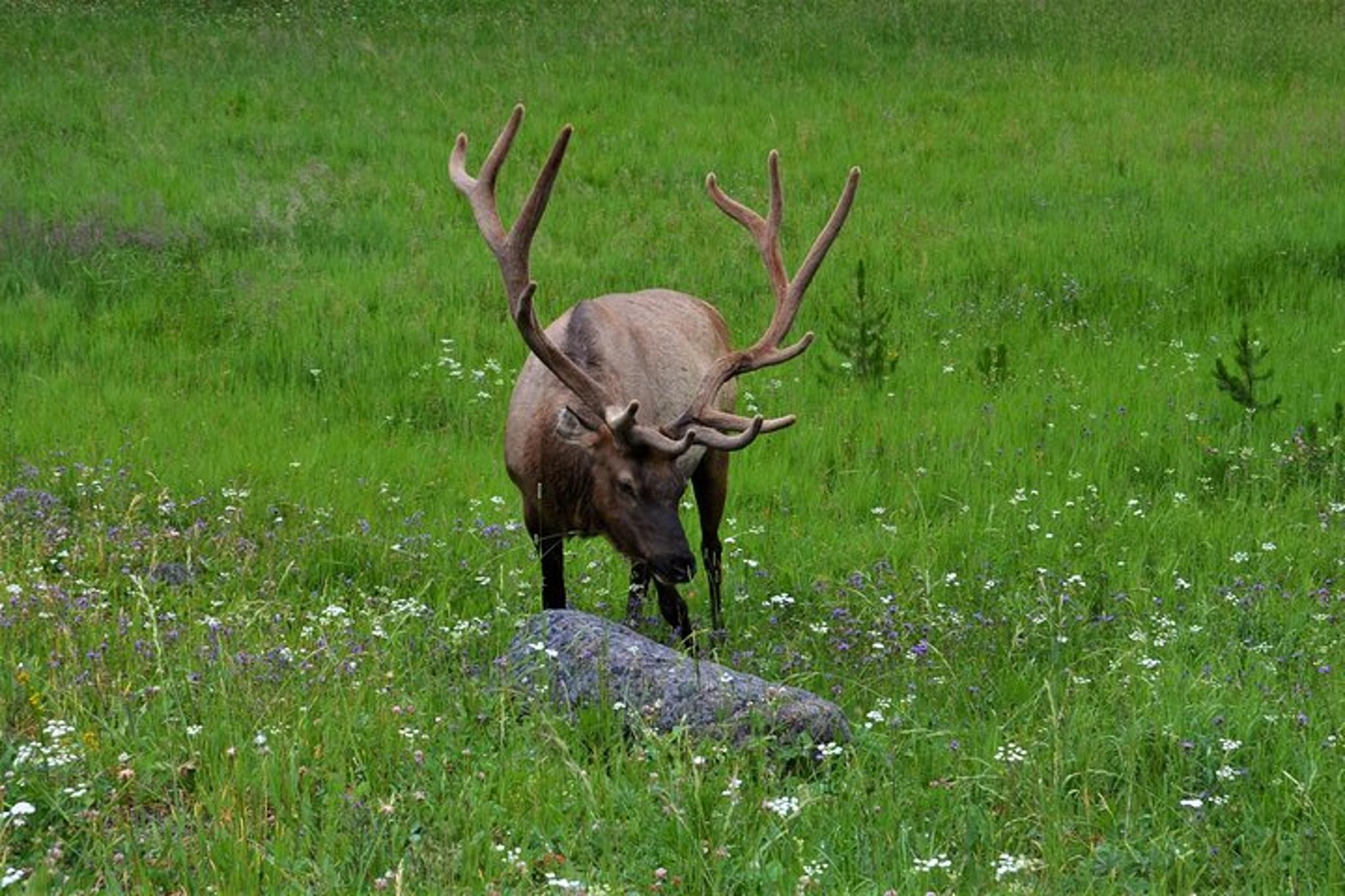 Yellowstone National Park Lower Loop Adventure - Image 6