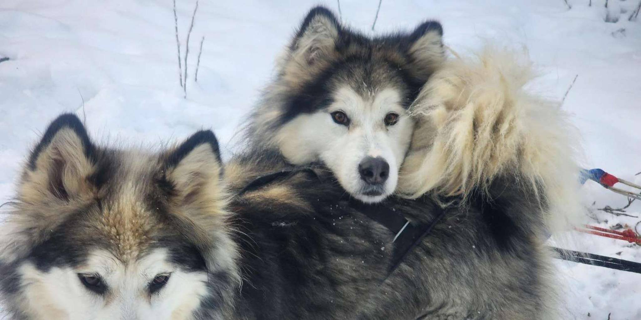 Fairbanks Alaskan Sled Dog Adventure 1.5 hr - Image 3