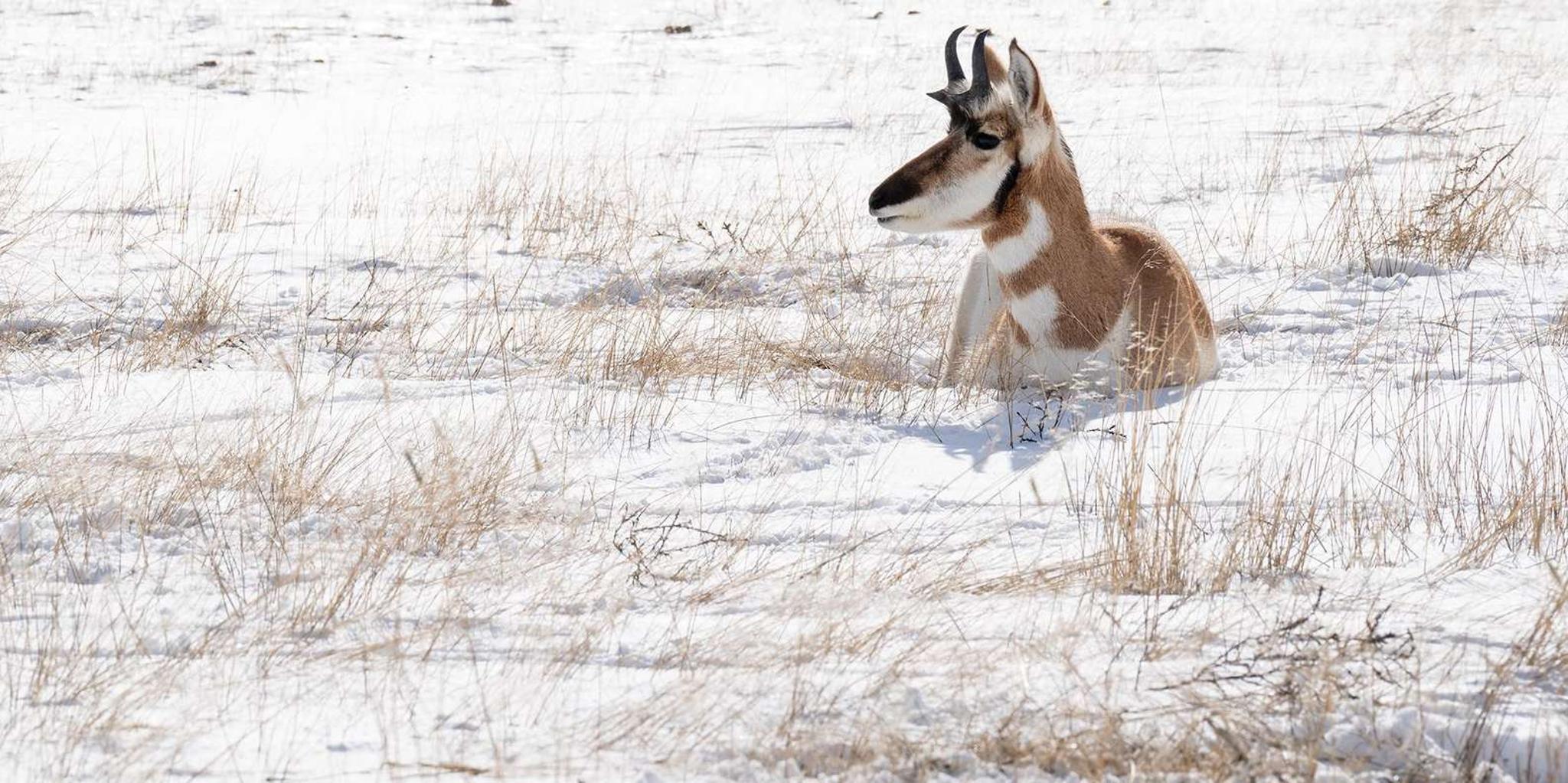 Yellowstone Wildlife Photography Tour 3 Days - Image 5