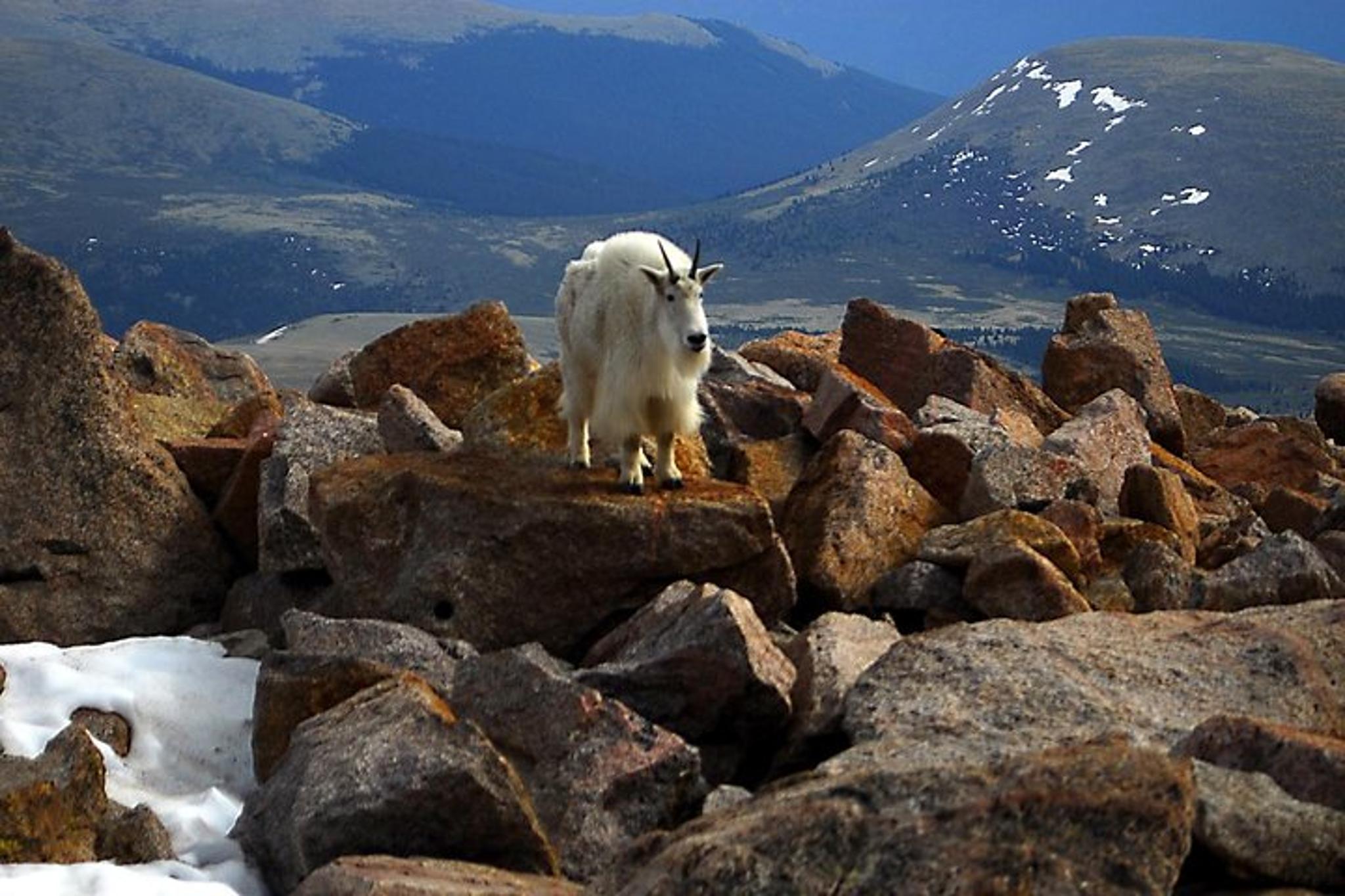 Denver Mount Blue Sky Tour - Image 3