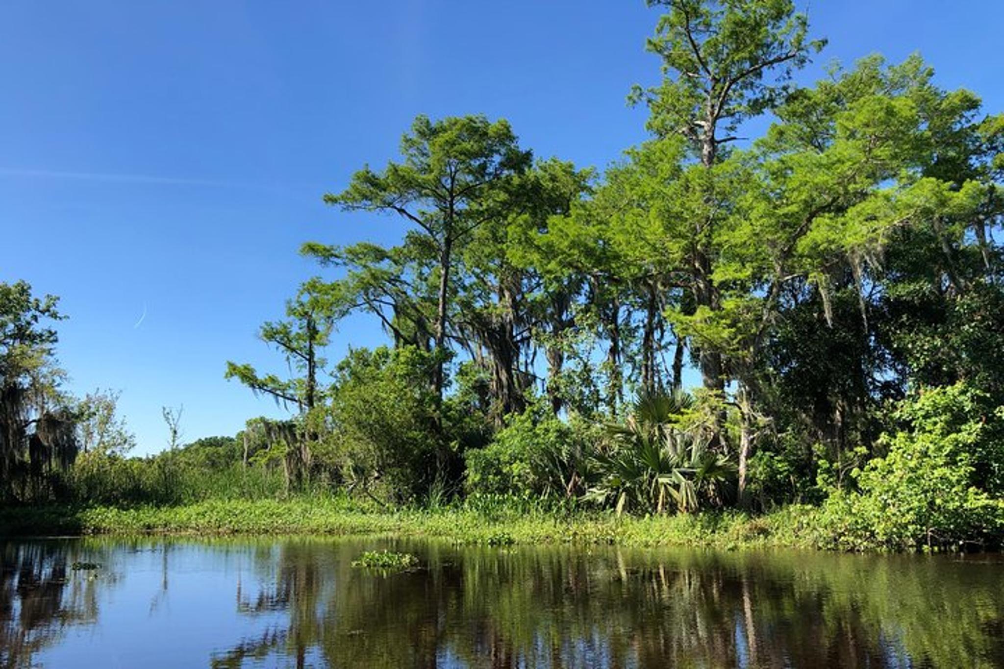 New Orleans City and Swamp Combo Tour - Image 2