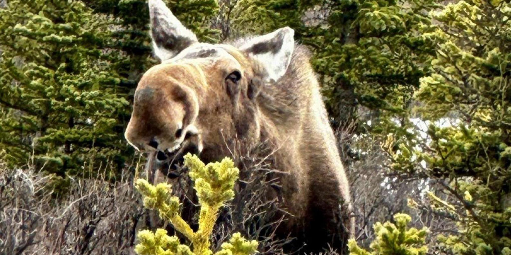Fairbanks Denali SHERP Adventure - Image 6