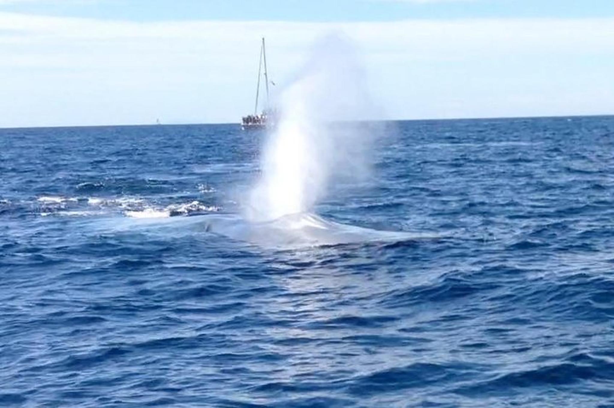 Dana Point Whale and Dolphin Watching Tour - Image 2