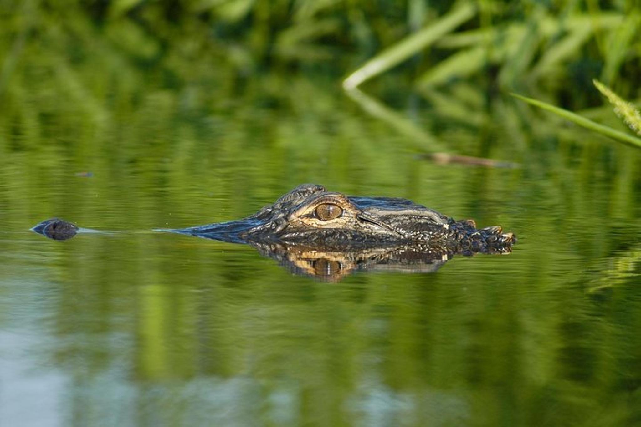 Alligator River Kayak Adventure - Image 6