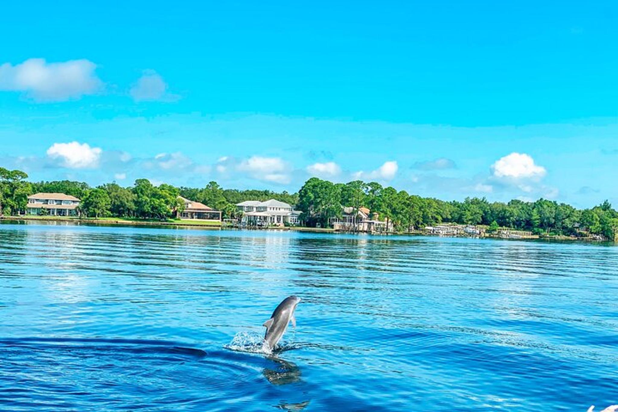 Florida Dolphin Tour - Image 3