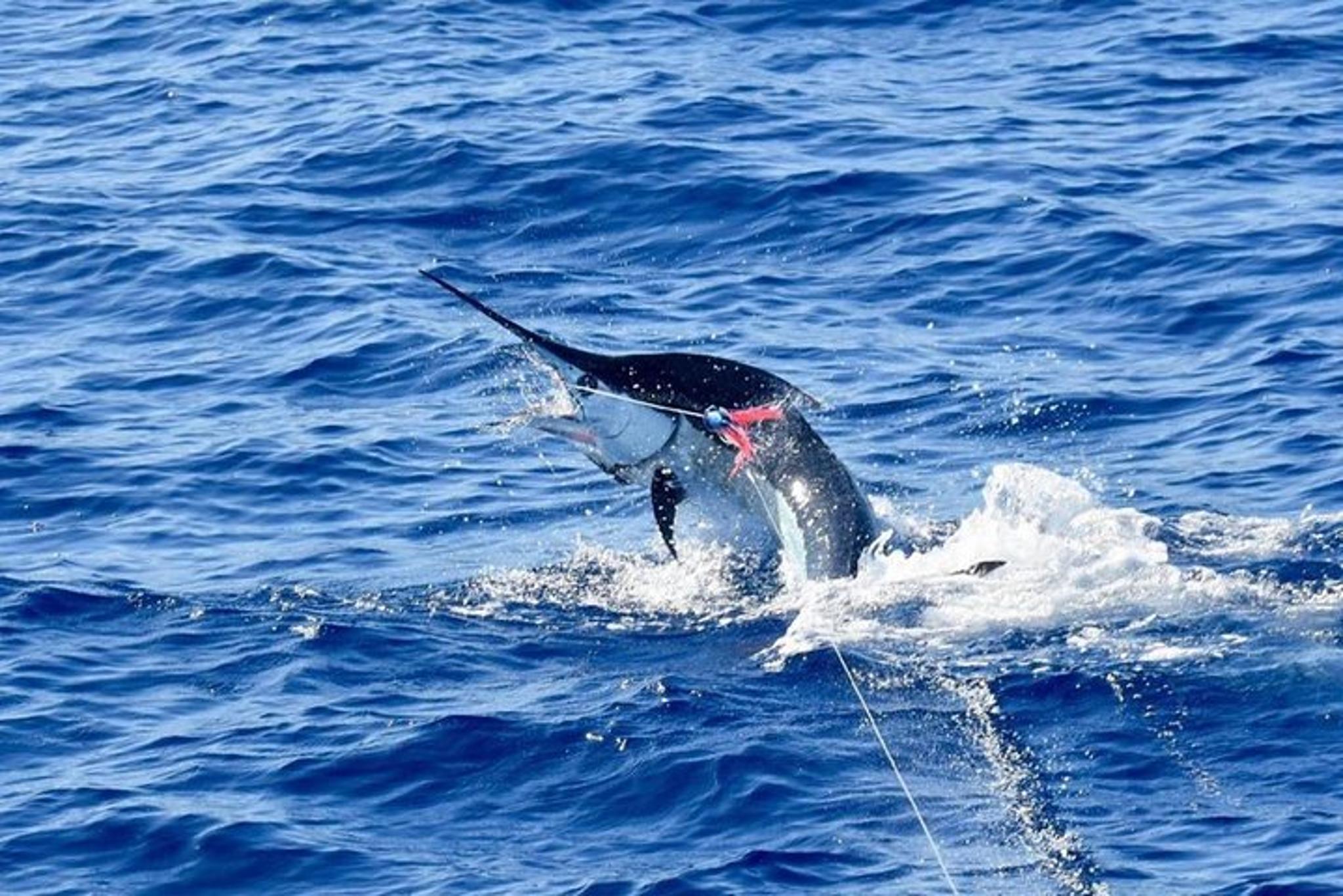 Kailua-Kona Fishing Charter Half Day