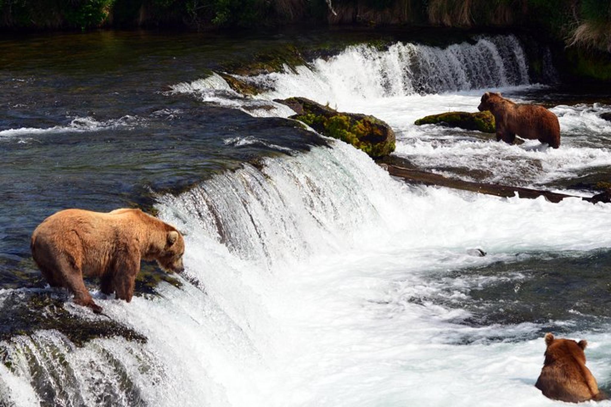 Katmai Bear Viewing Float Plane Tour - Image 2