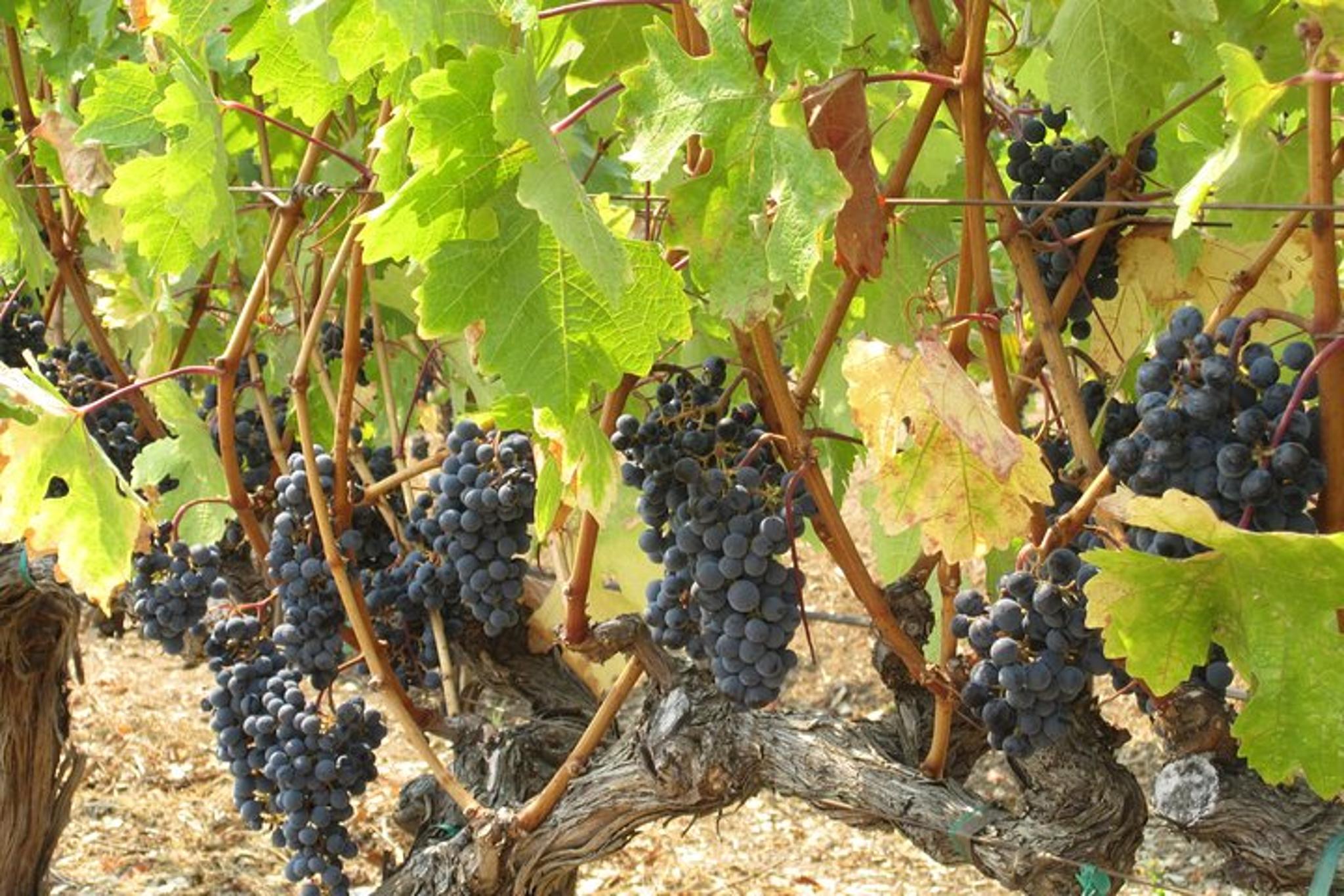 Napa Wine Country Tour in Crossover SUV - Image 6