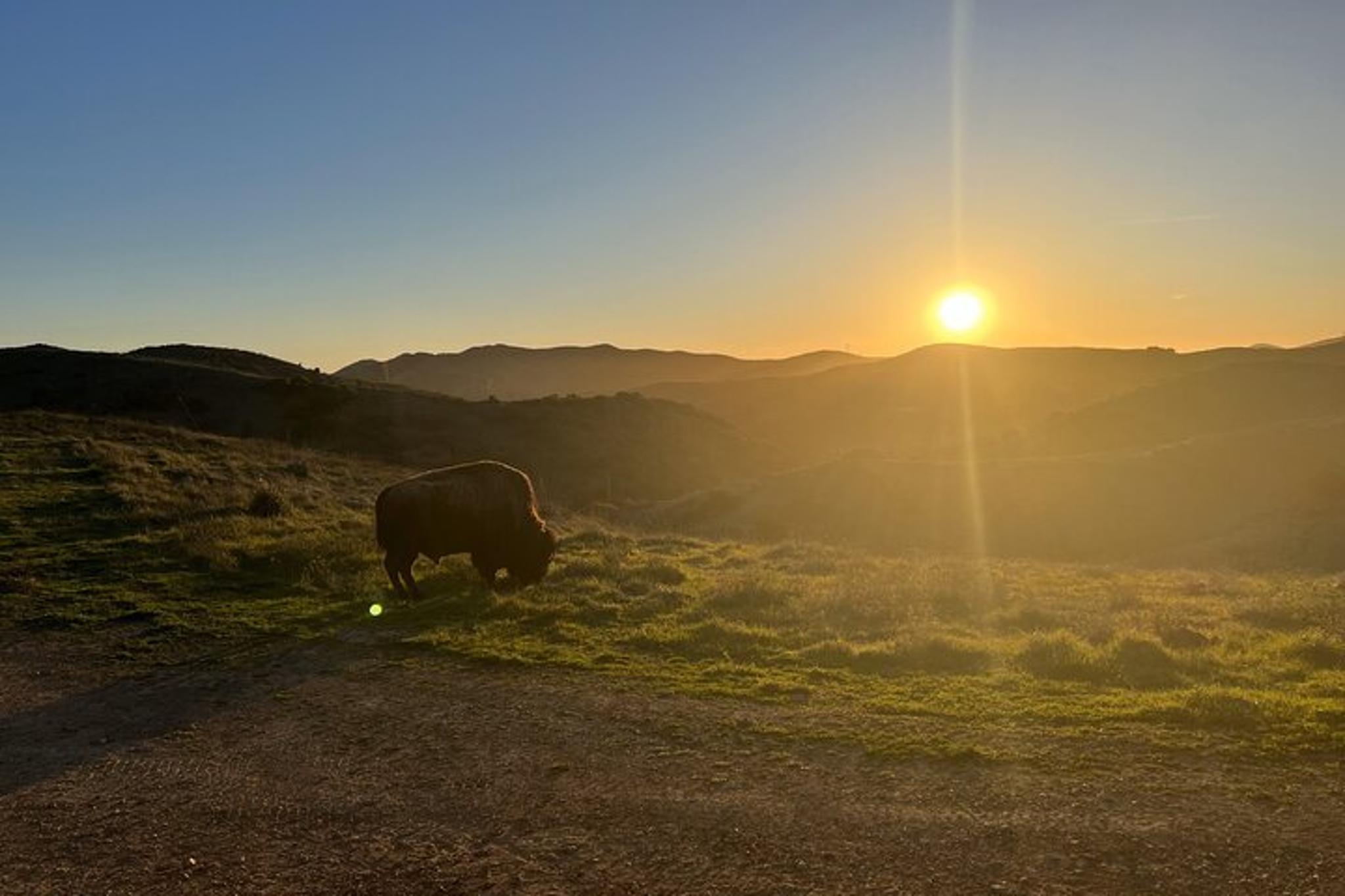 Avalon Scenic Safari Tour at Sunset 1 hr - Image 5