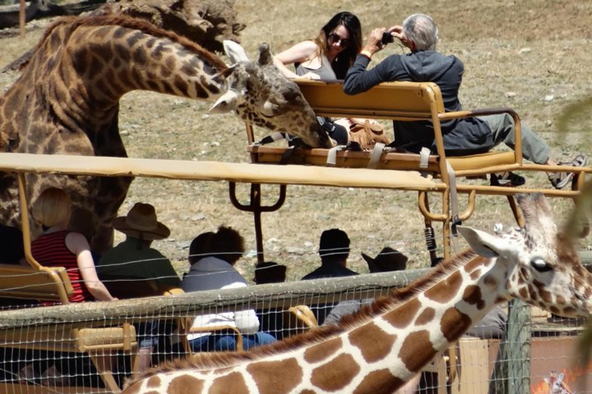 San Francisco Safari and Redwood Adventure - Image 3