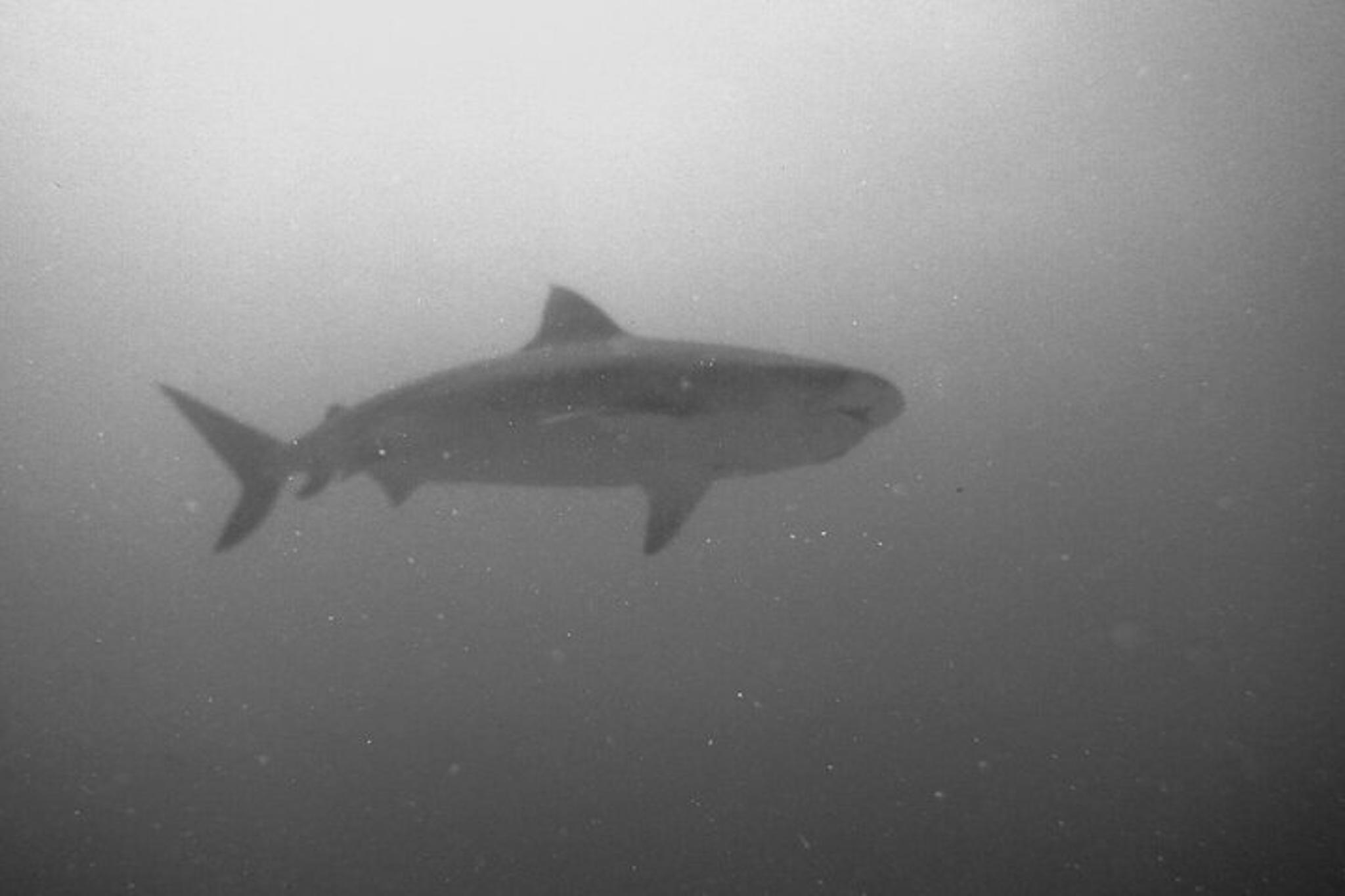 Kona Tiger Shark Challenge