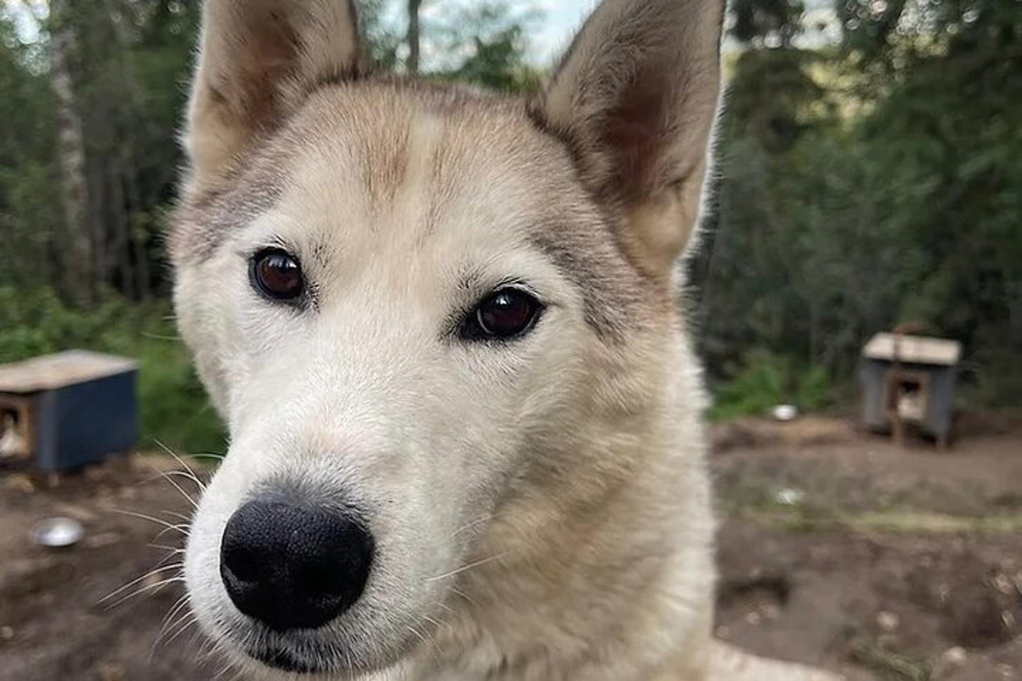 Fairbanks Siberian Husky Kennel Tour - Image 5