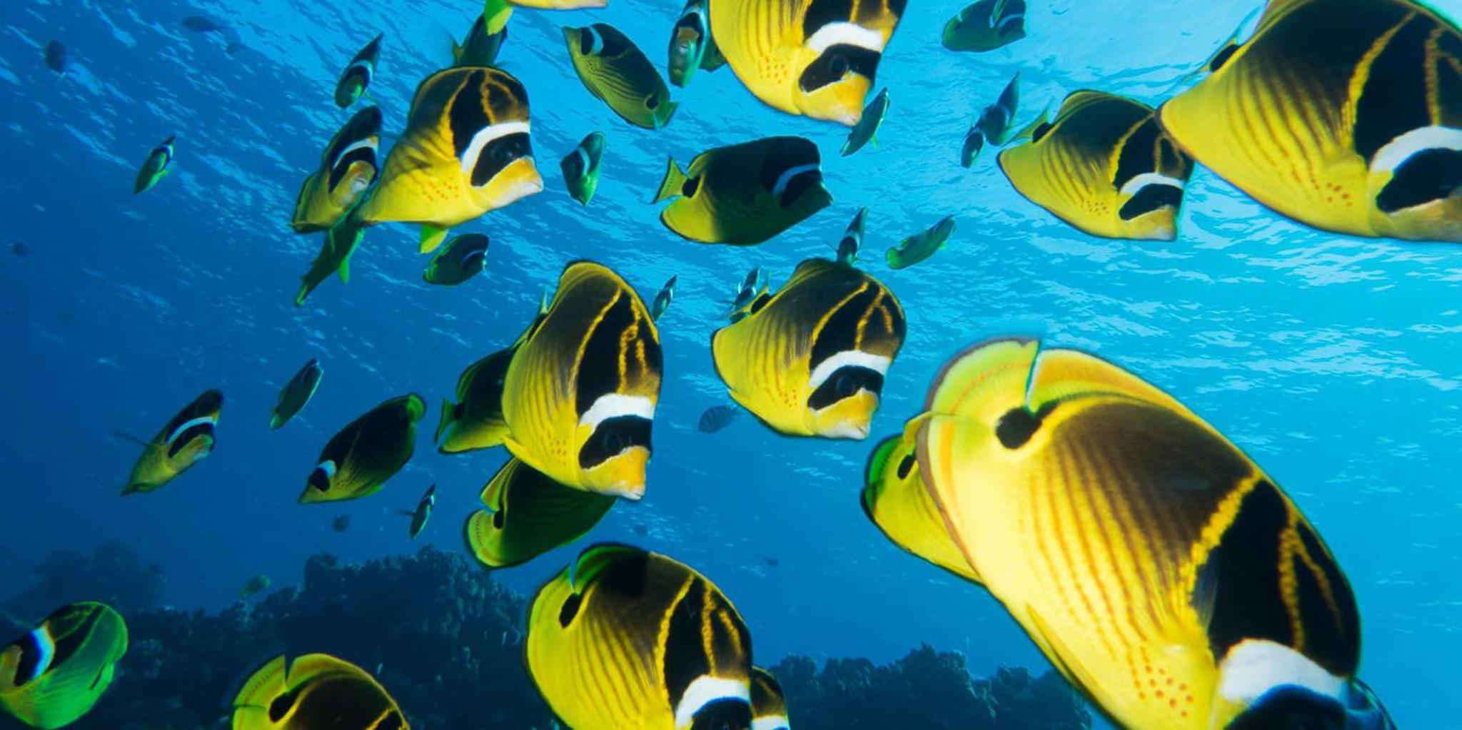 Lahaina Scuba Diving Introductory Lesson - Image 3