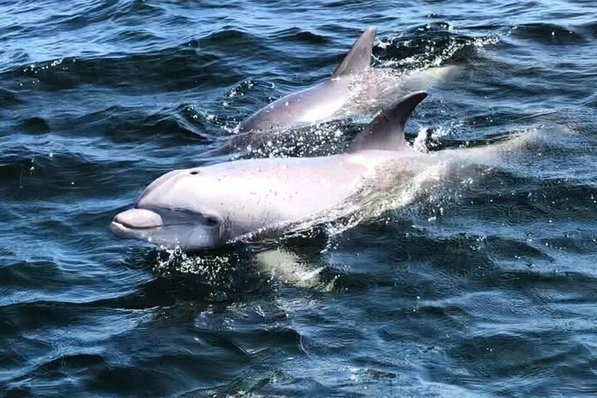 Pensacola Dolphin Cruise and Bay Tour 2 hr - Image 3