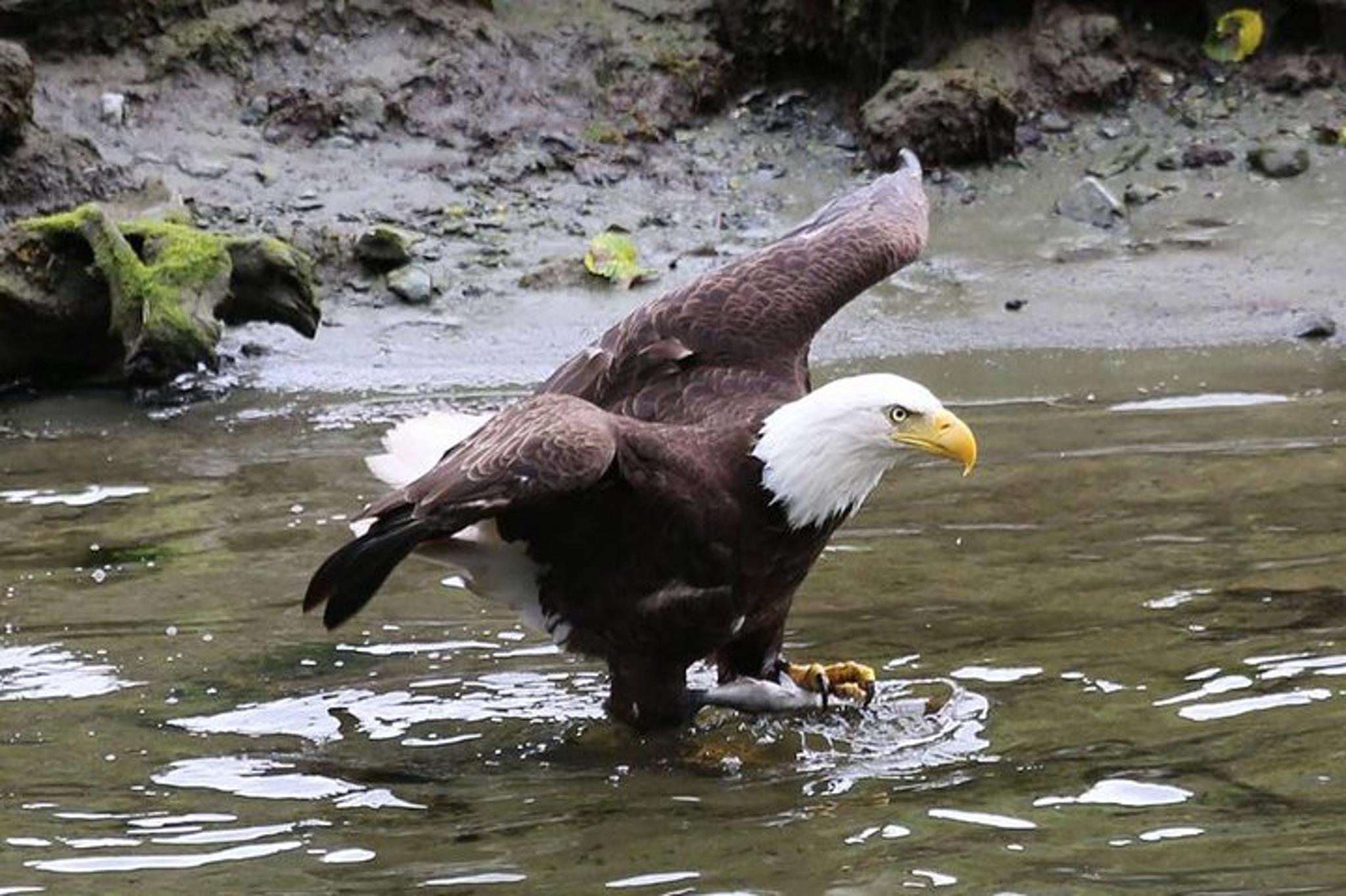 Ketchikan All In One Tour - Image 6