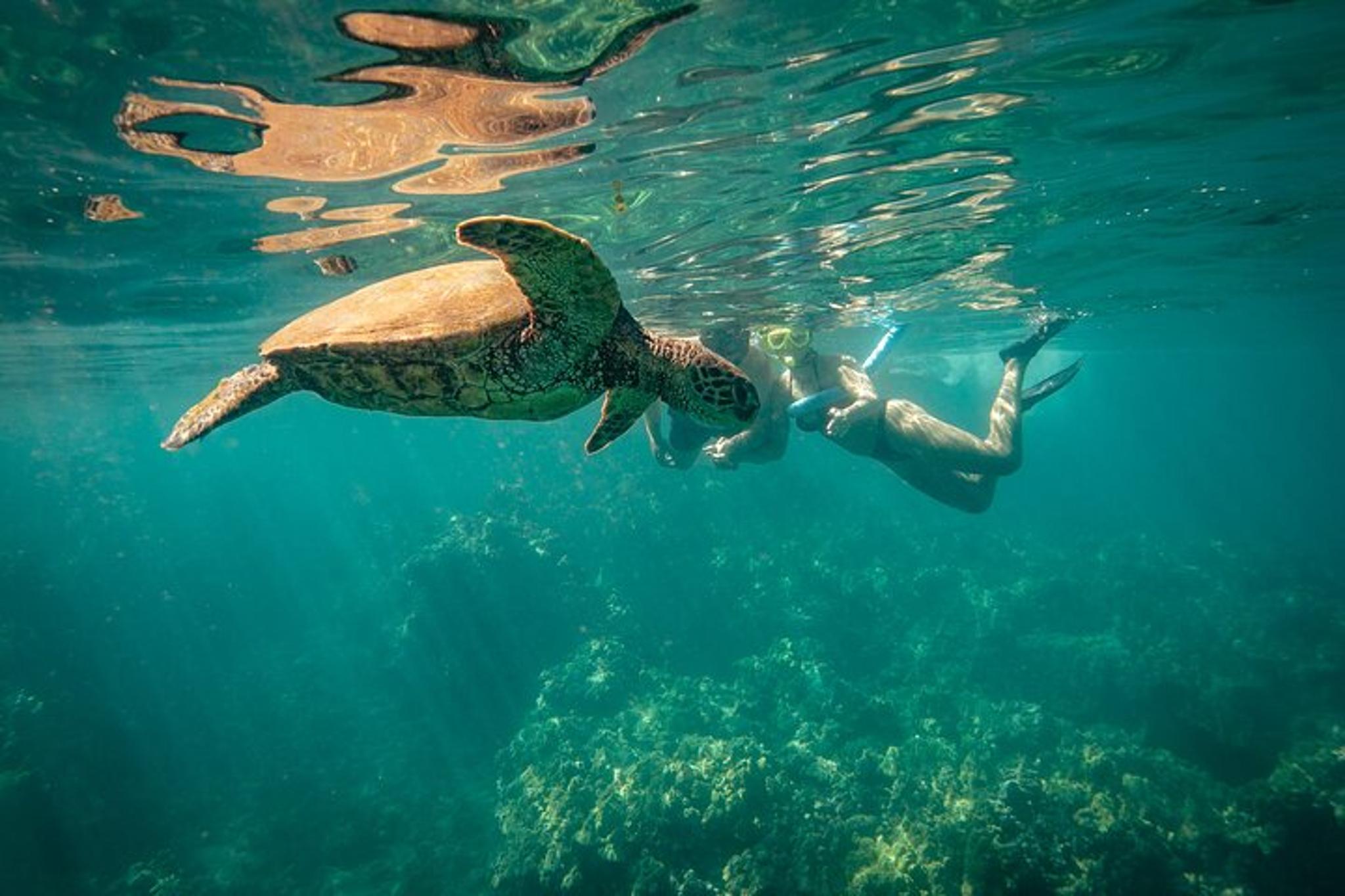 Lahaina Snorkel with Turtles at Mala Wharf 90 min - Image 2