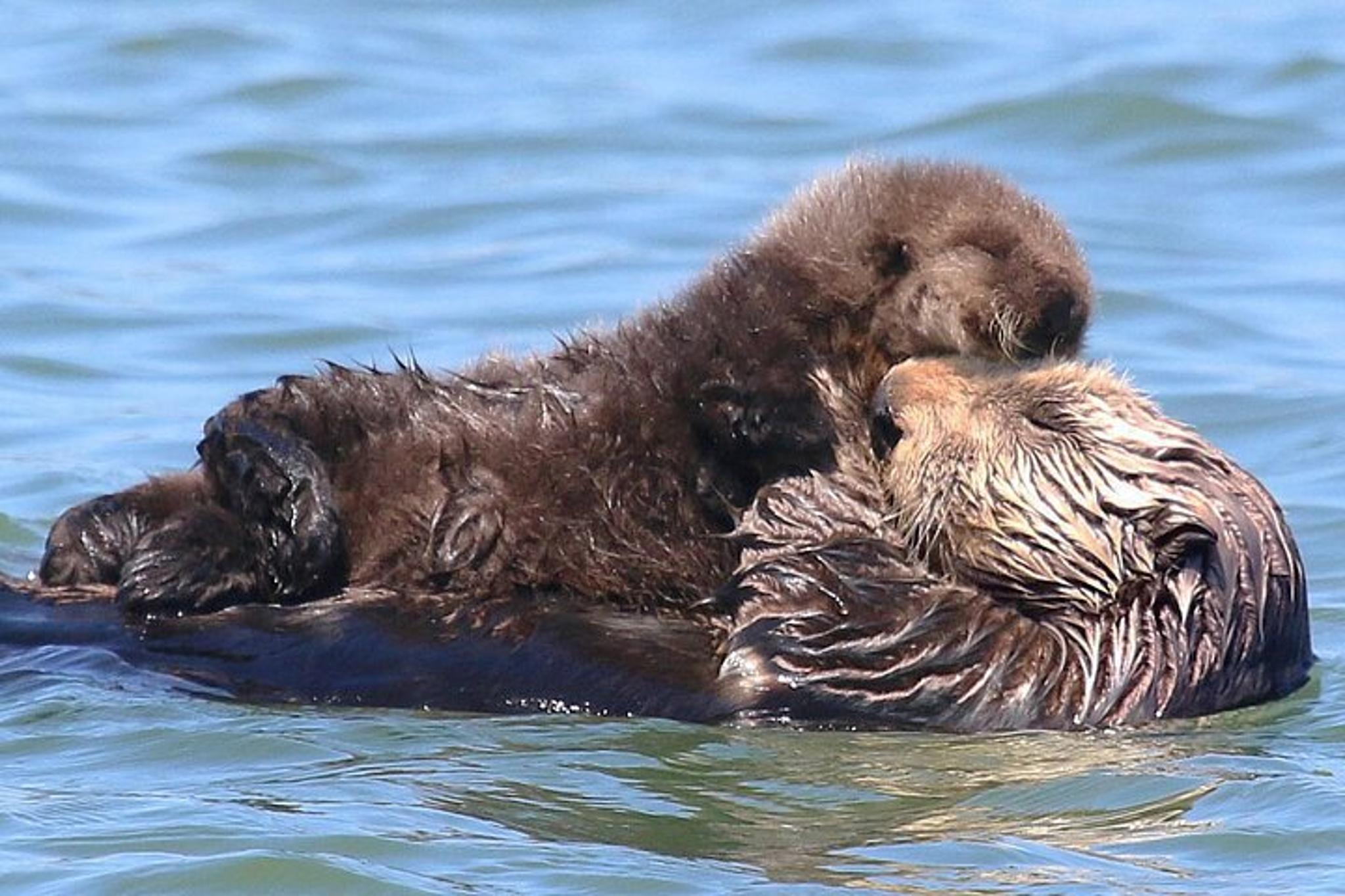Monterey Bay Wildlife Safari Boat Tour - Image 2