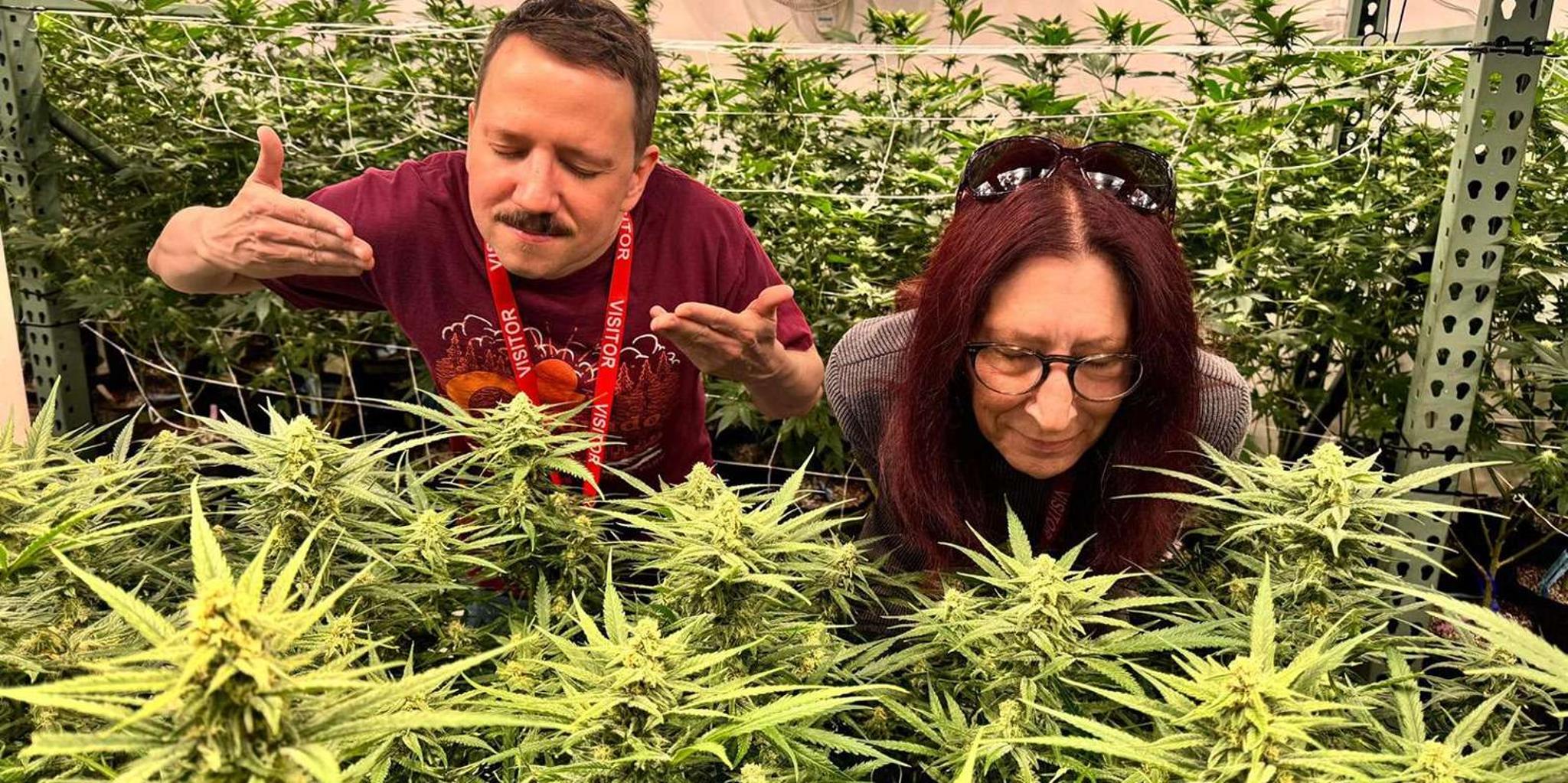 Denver Private Luxury Cannabis Tour - Image 2