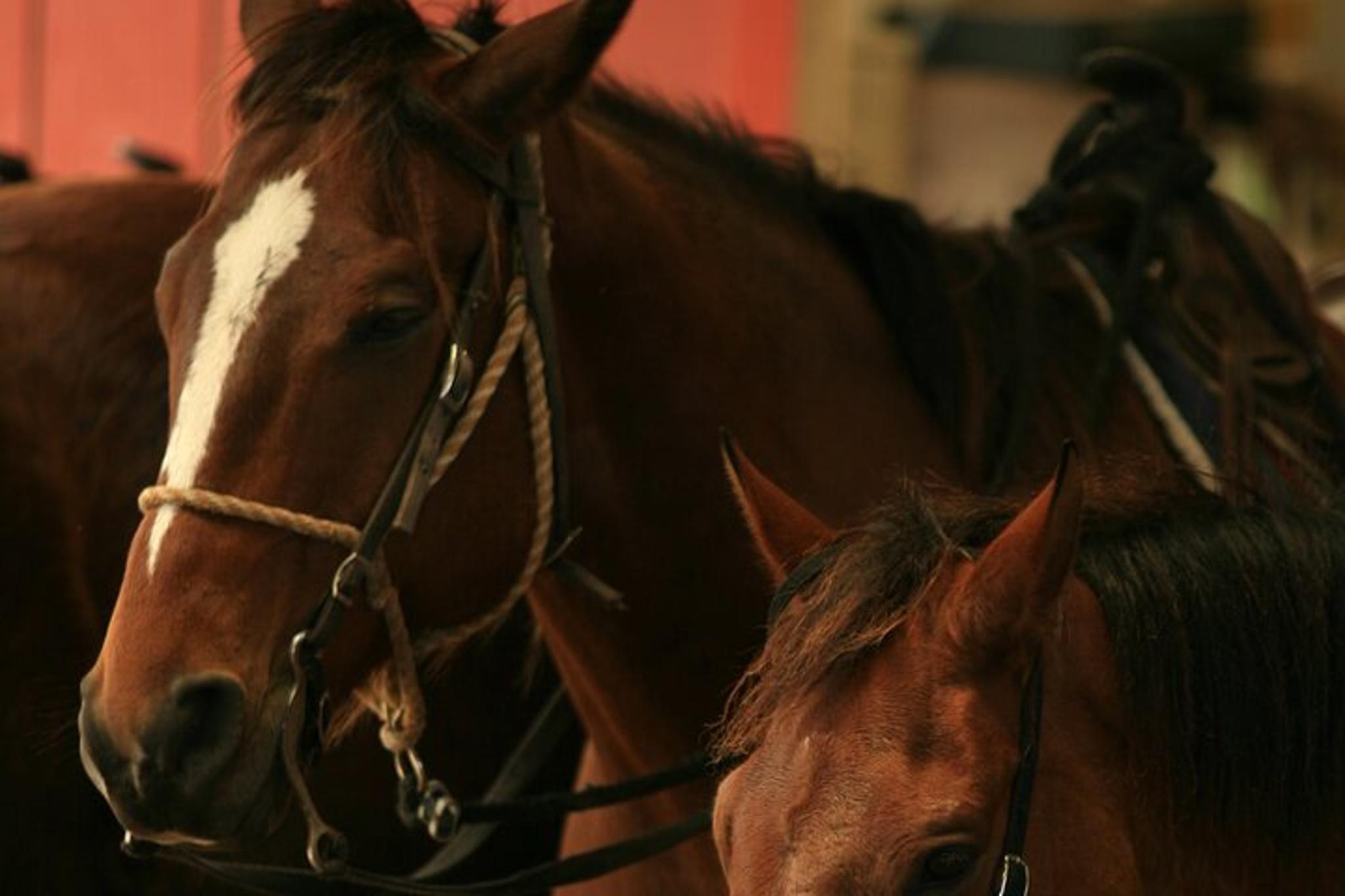 Kaneohe Horseback Riding Tour 2 hr - Image 5