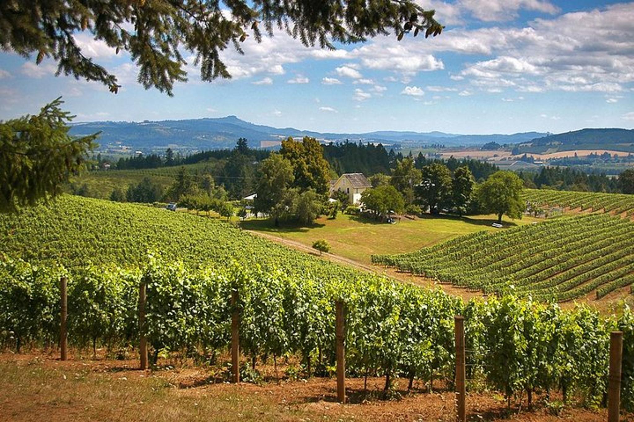 Portland Wine Tasting Tour in Willamette Valley - Image 2