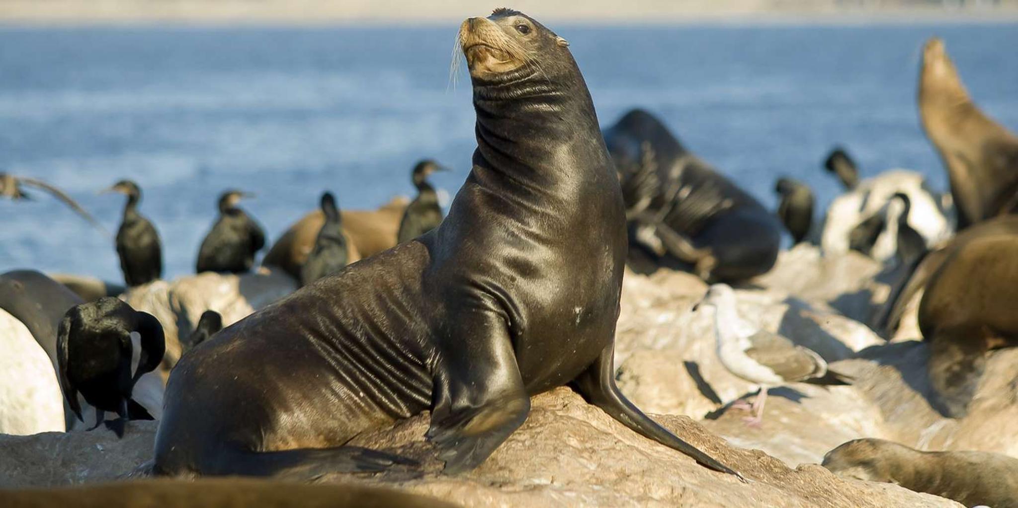 San Diego Whale Watching Tour - Image 4