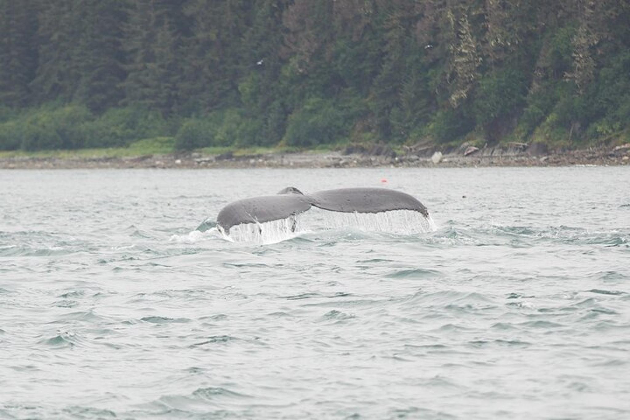Icy Strait Whale & Wildlife Tour - Image 5