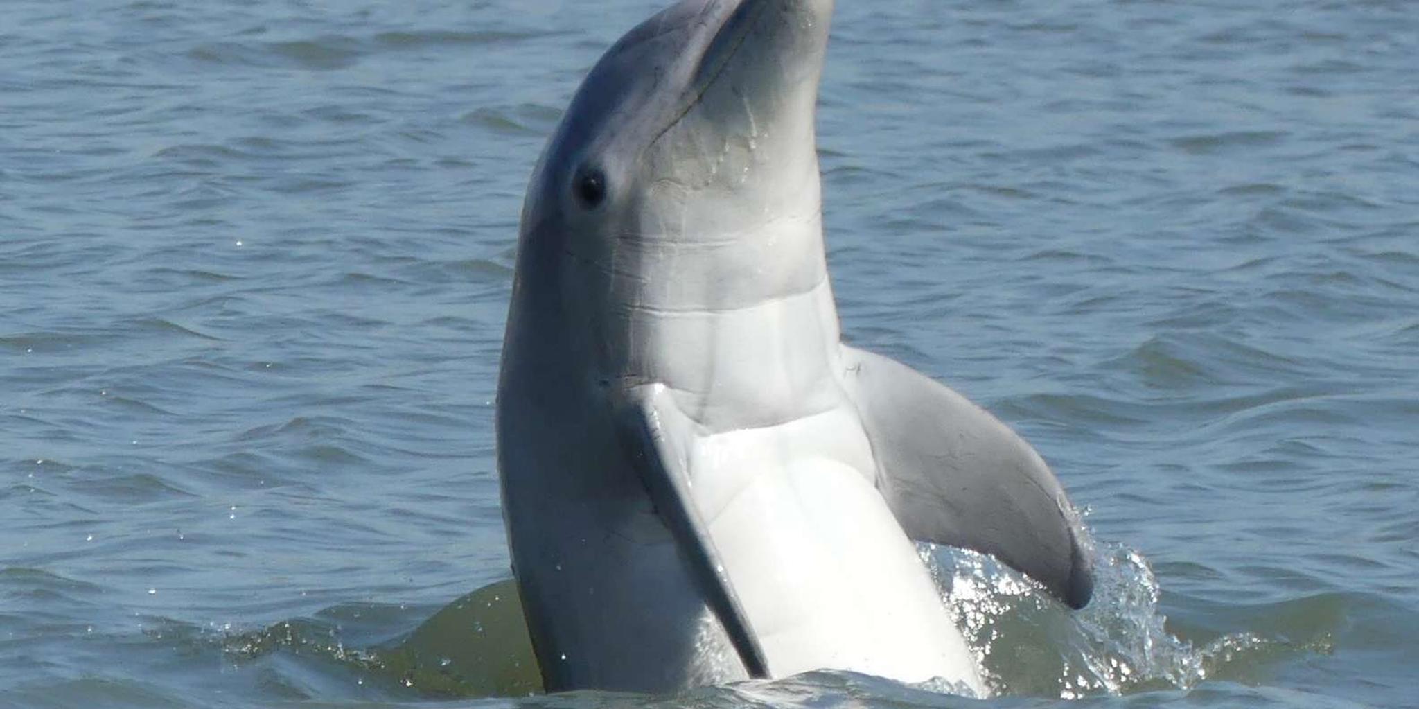 Hilton Head Island Dolphin and Nature Tour 90 Min