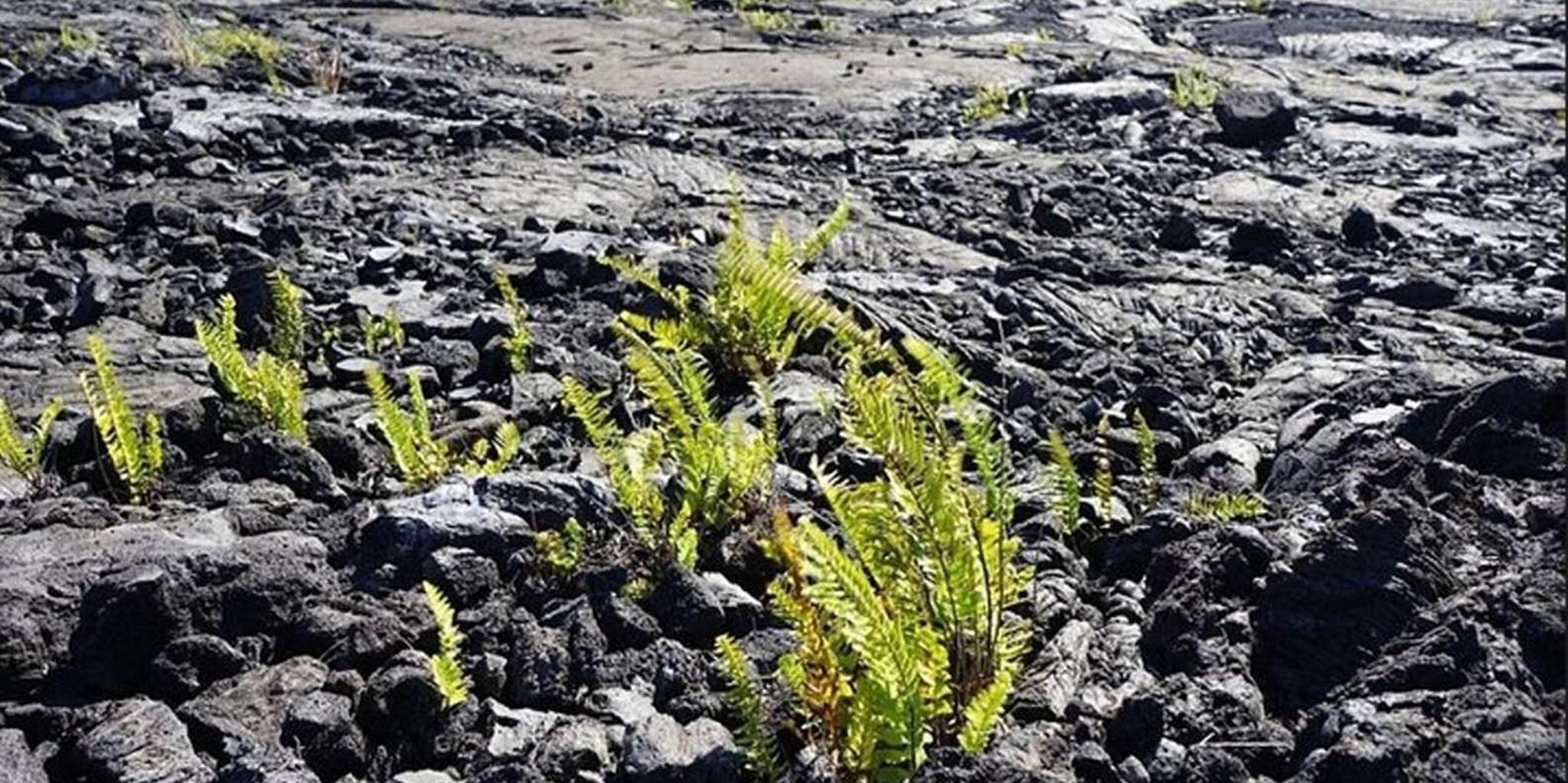 Hilo Volcano Day Tour from Honolulu - Image 3