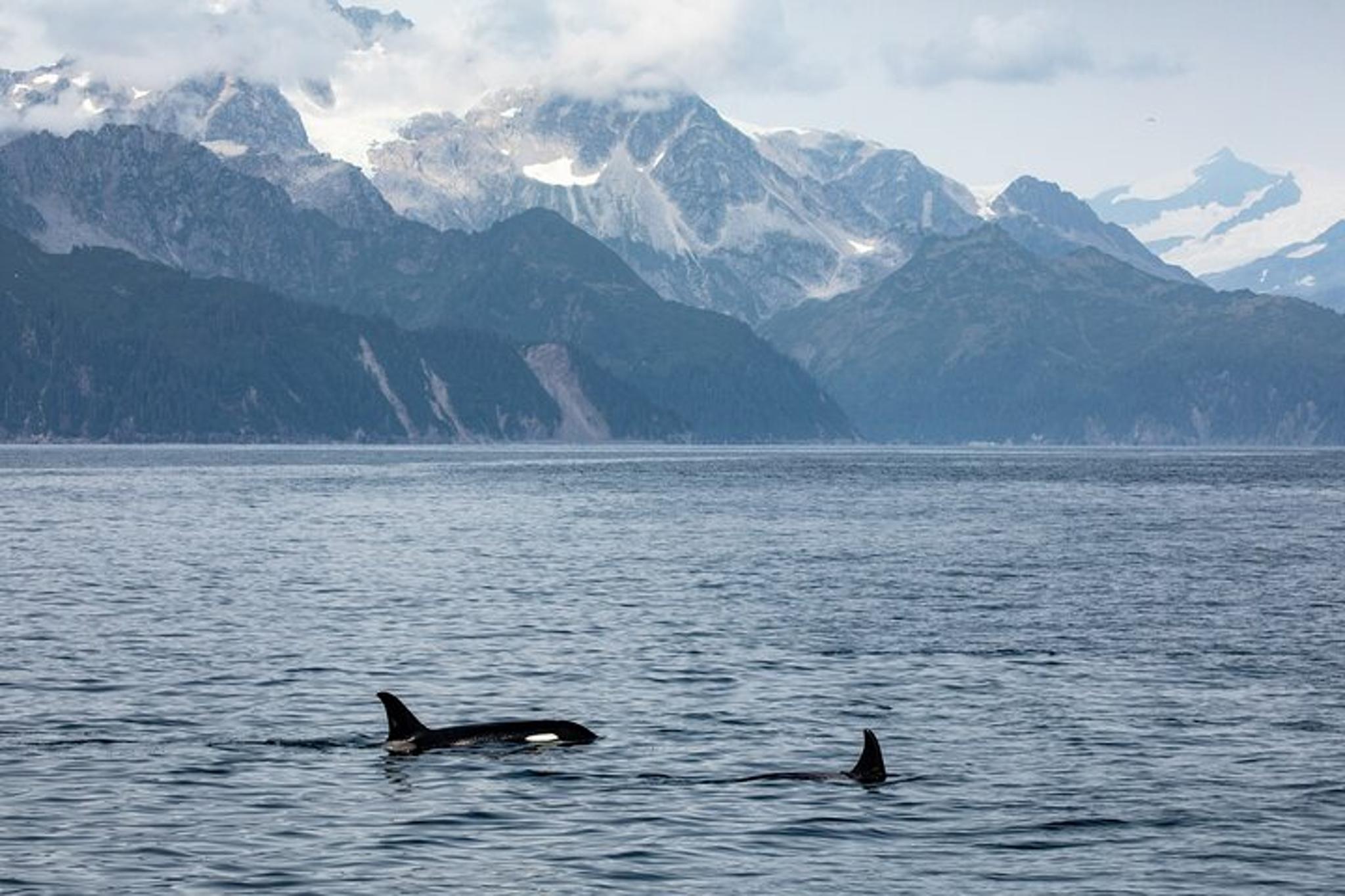 Seward Glacier & Wildlife Cruise in Kenai Fjords - Image 3