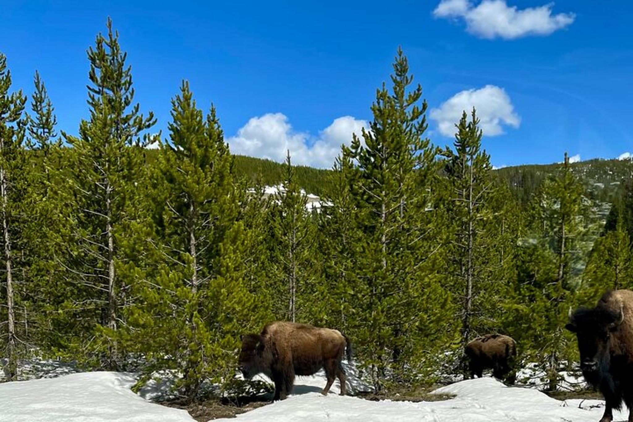 Cody Yellowstone Wildlife and Photo Tour Upper Loop - Image 6