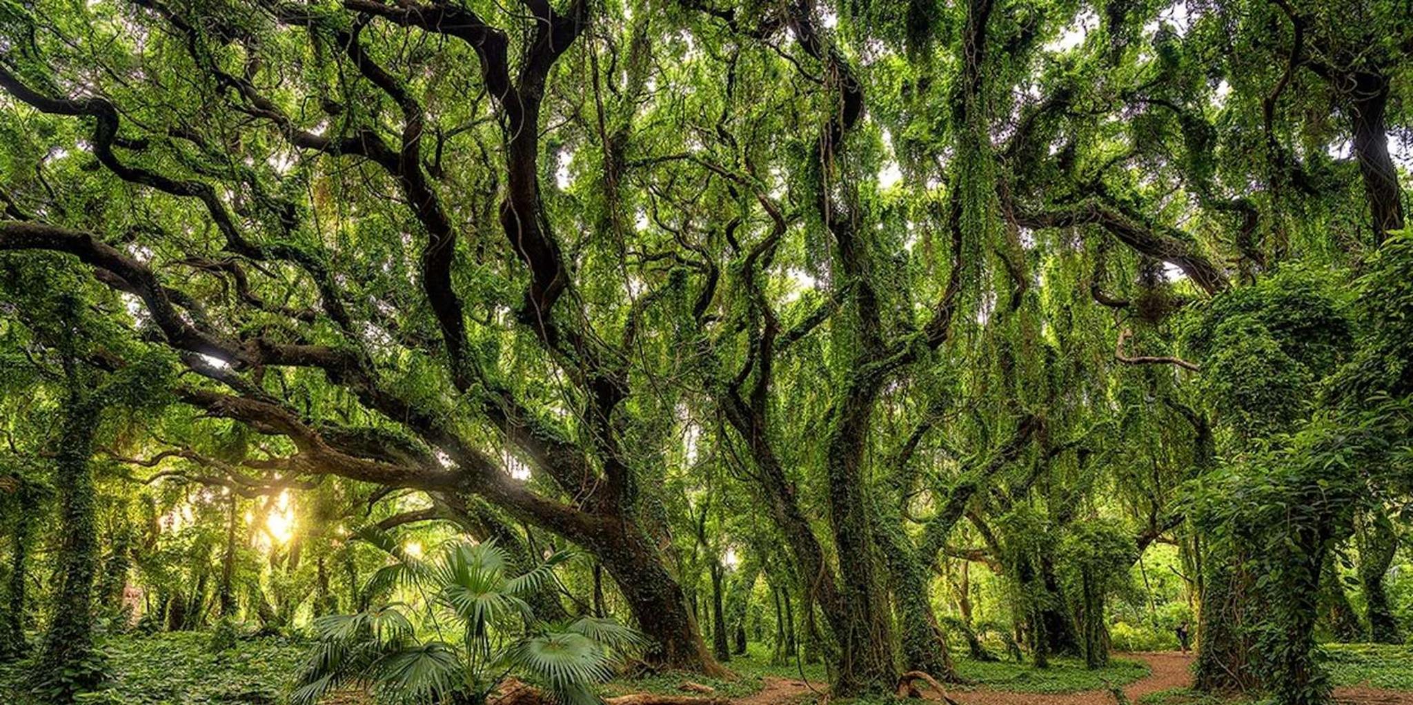 Maui Open-Air Blowhole & Banyan Forest Tour 2.5 hr
