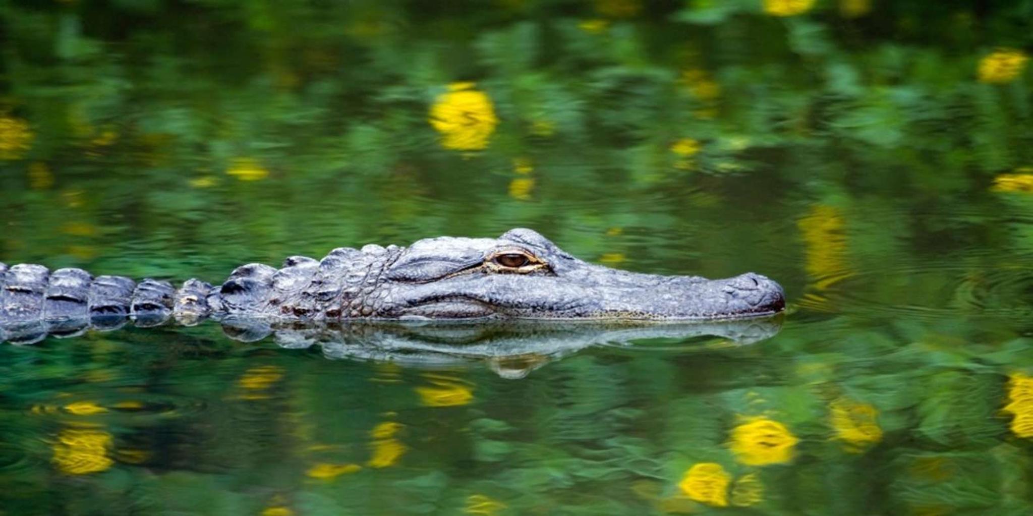 Miami Everglades Airboat Ride - Image 2