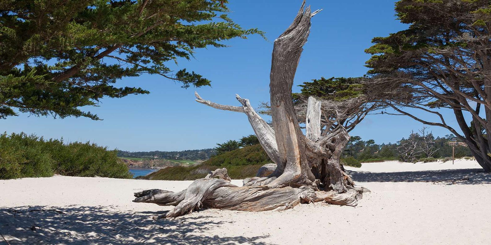 Monterey and Big Sur Private Tour - Image 2