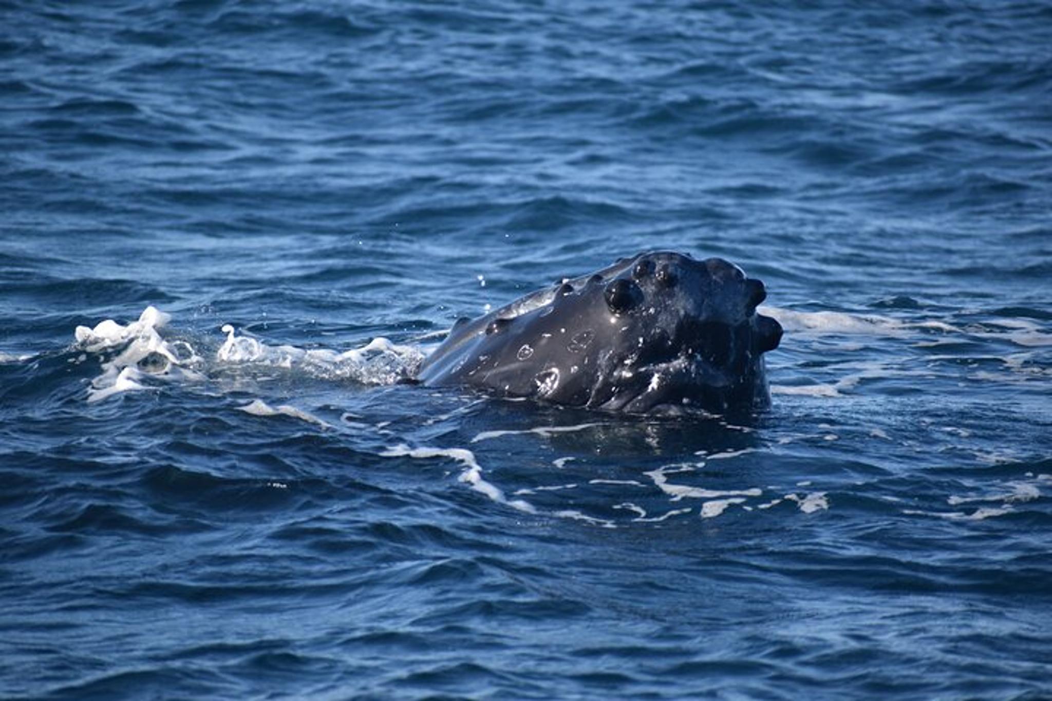 Kauai Whale Watching Adventure