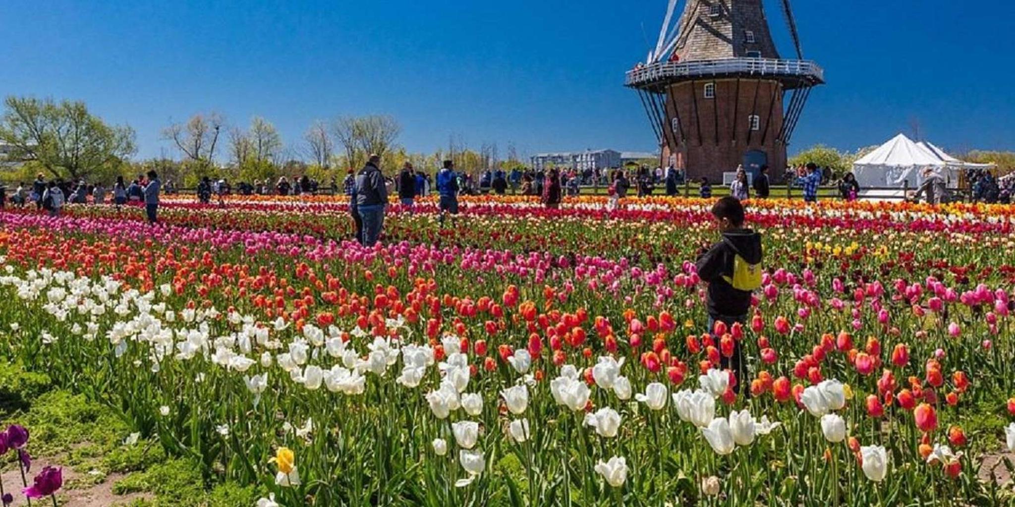 Chicago Windmill Island Day Tour - Image 4