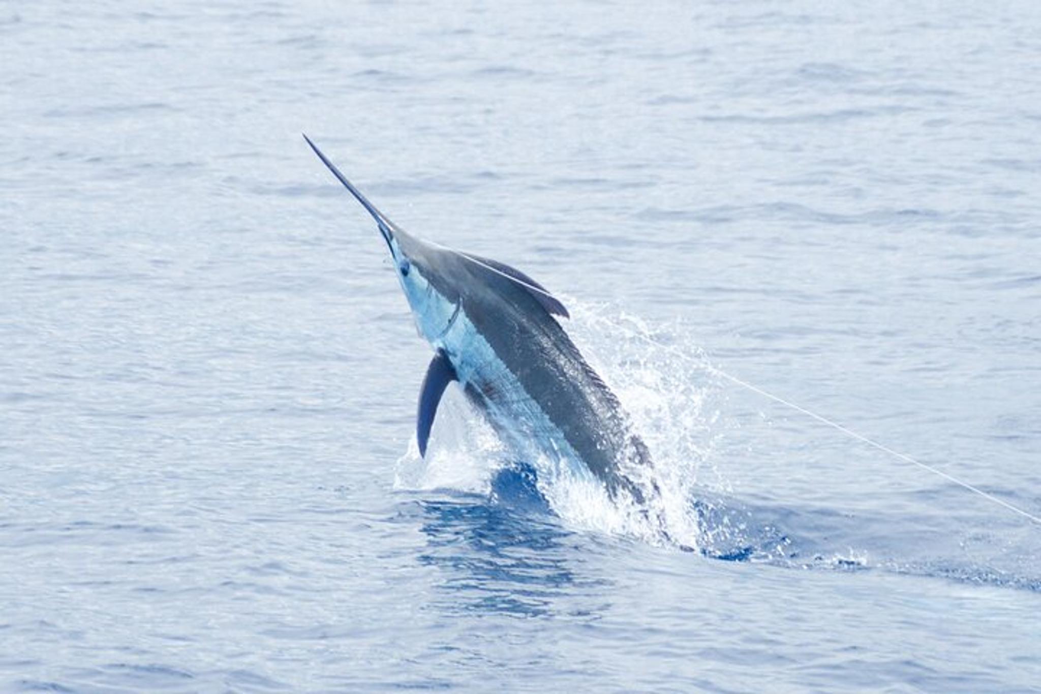 Kona Deep Sea Fishing Experience - Image 3